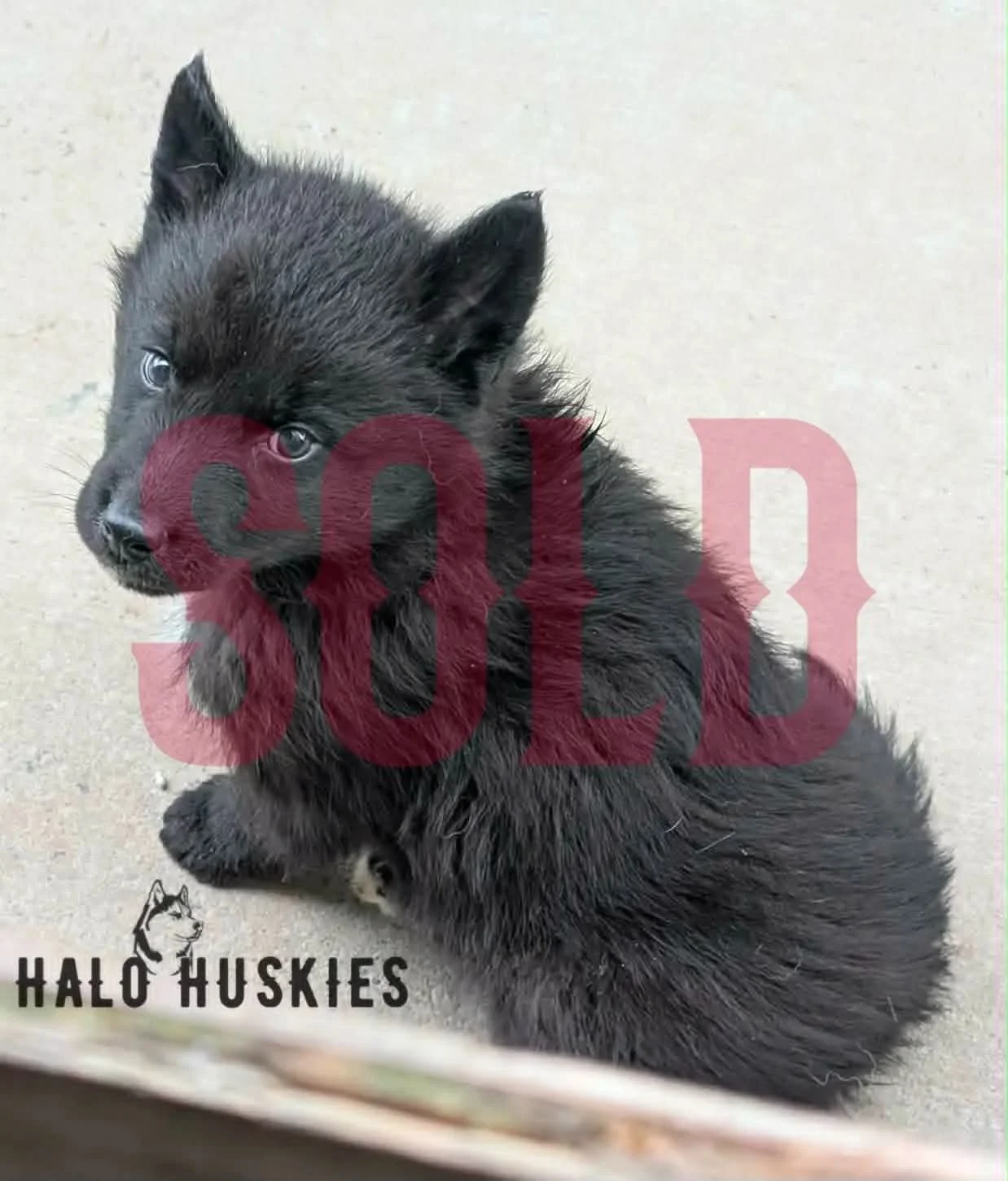 Sold: Black Puppy (Raven’s Male #3)