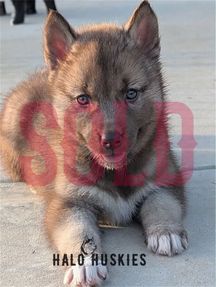 Sold: Copper Puppy (Raven’s Female #2)