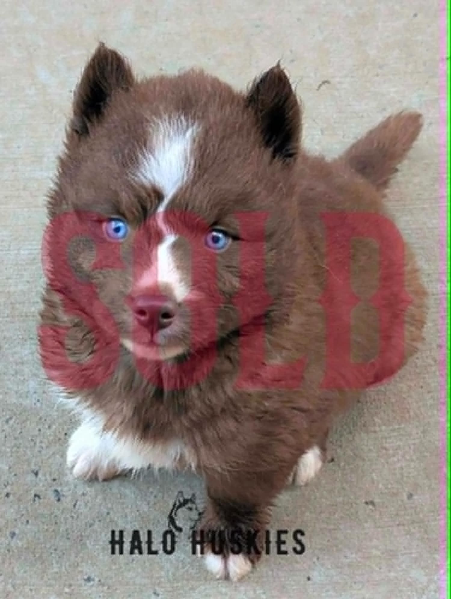 Sold: Copper/White Husky Puppy (Raven’s Female #1)