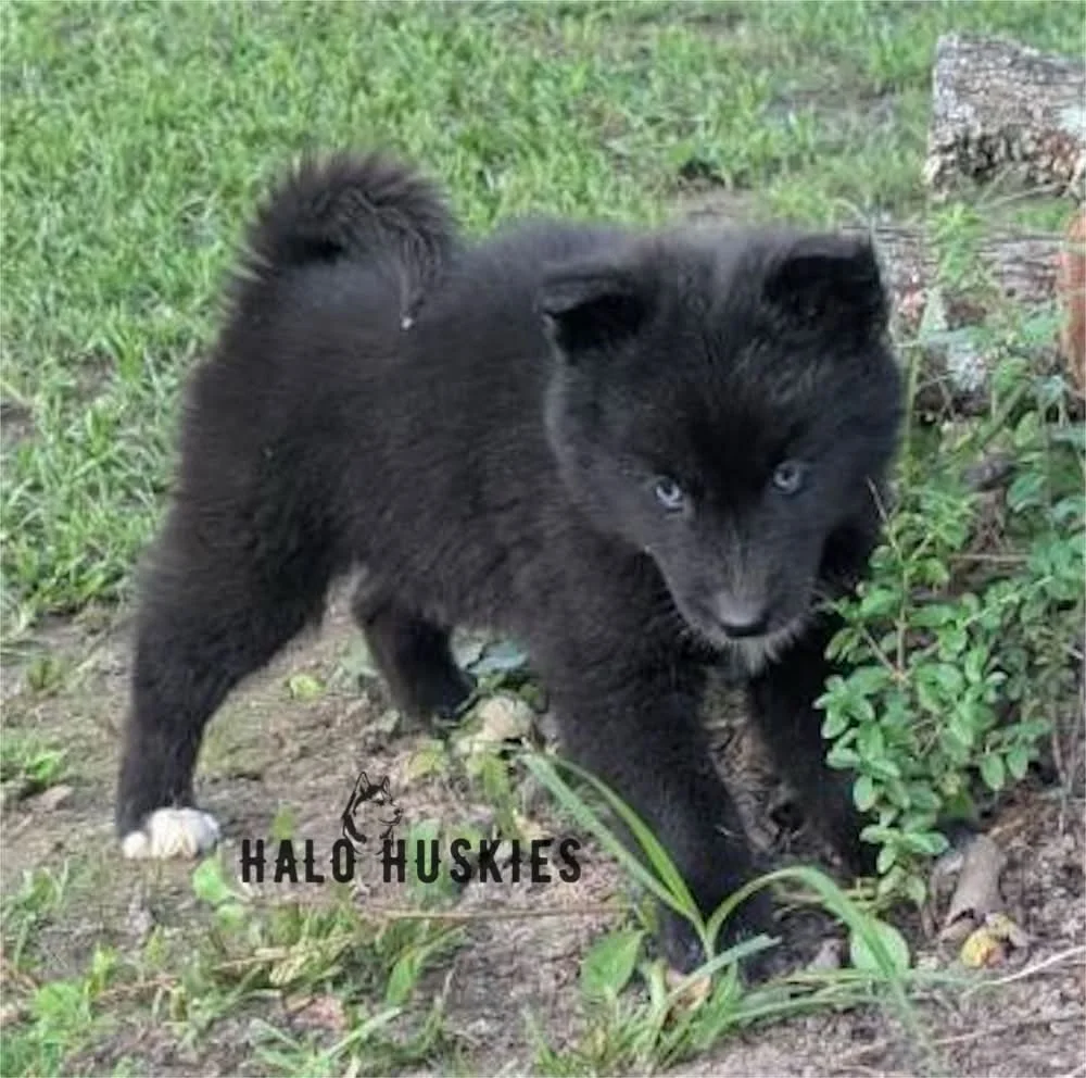 Dark Agouti Husky Puppy (Nona’s Male #3) (Reserved)