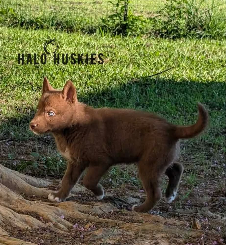 Available Now! Copper Husky Puppy (Mystic’s Female #2)