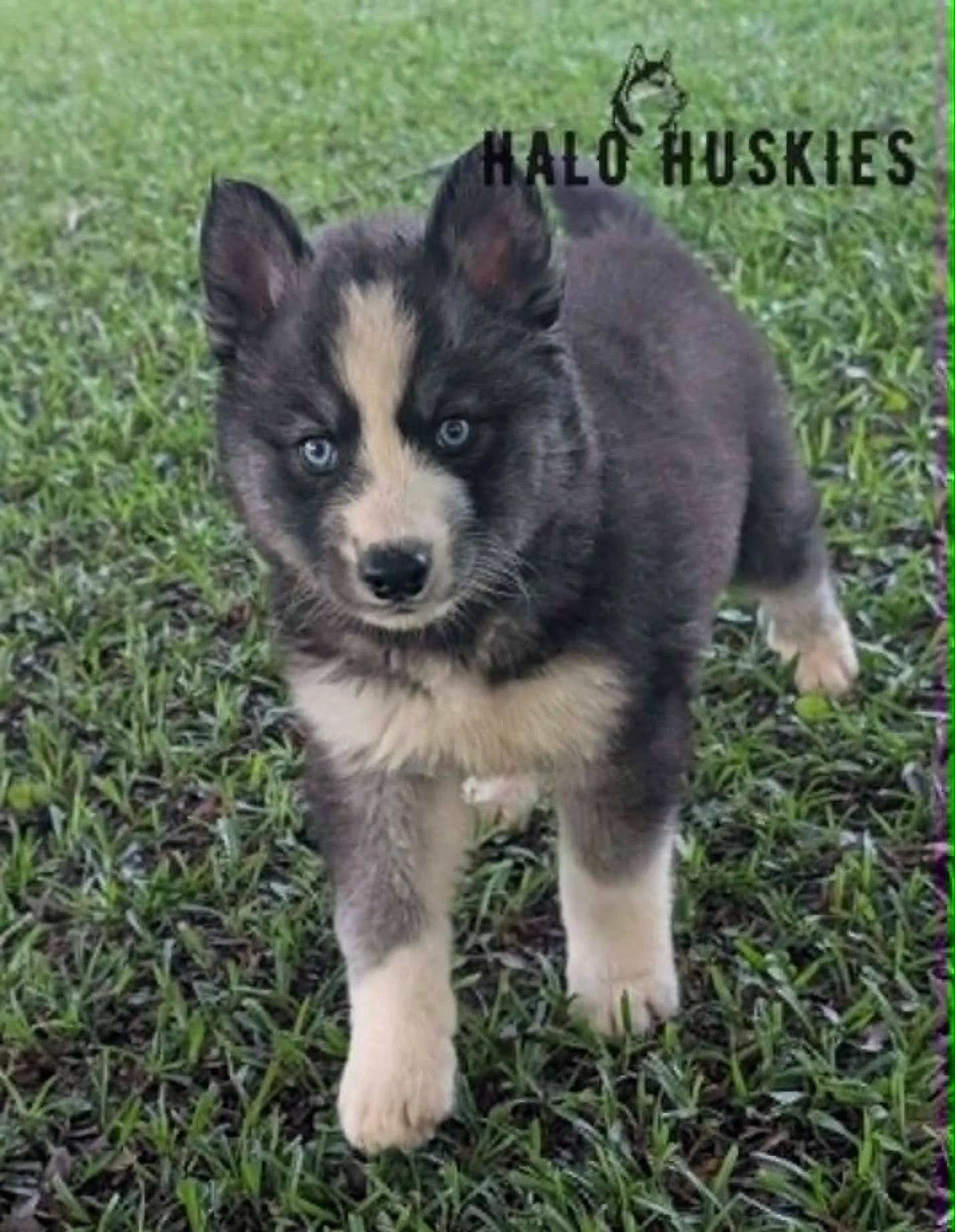 Available Now! Agouti/White Husky Puppy (Nona’s Male #5)