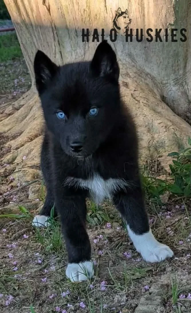 Available Now! Black Husky Puppy (Mystic’s Female #3)