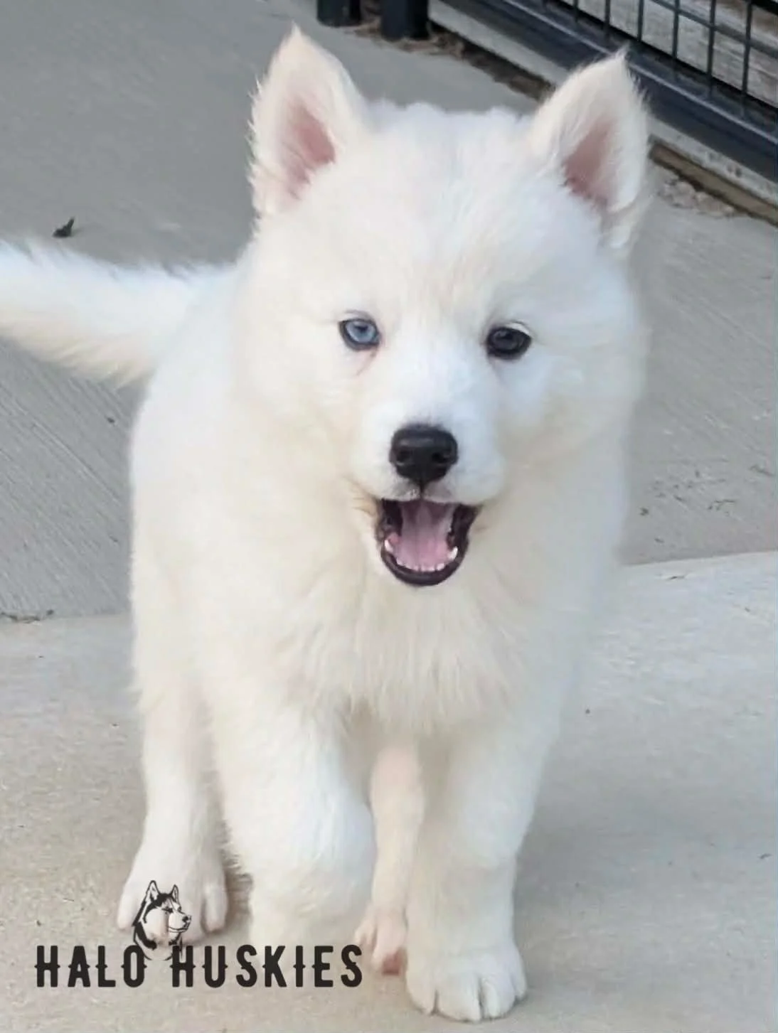 White Husky Puppy (Mystic’s Female #4) (Reserved)