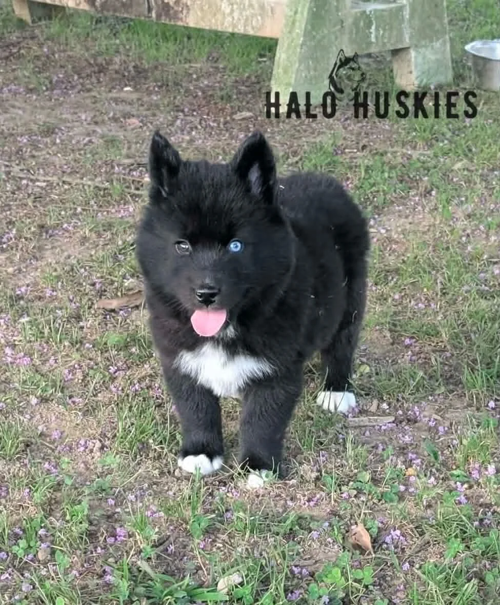 Available Now! Mostly Black Husky Puppy (Mystic’s Male #5)