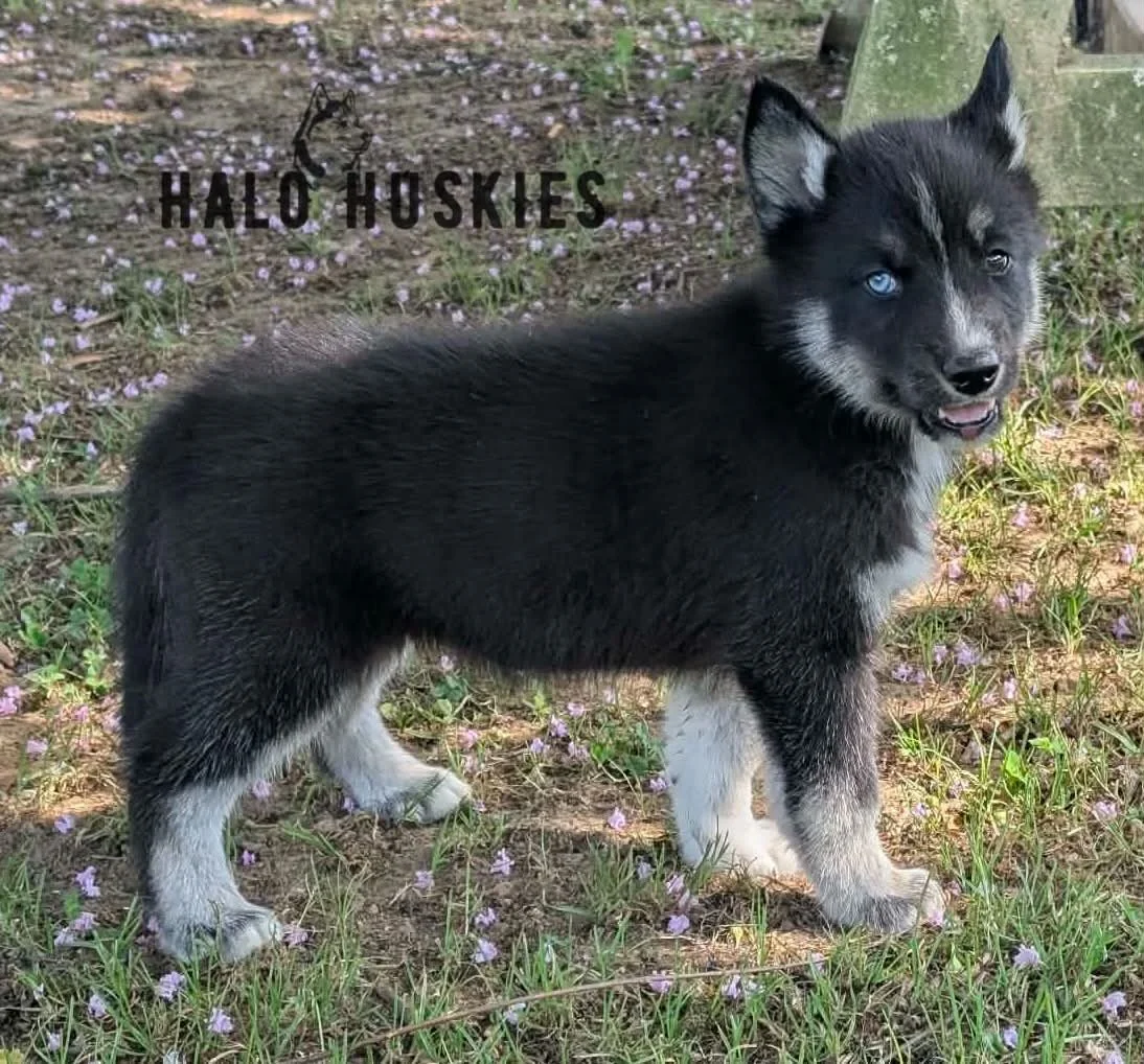 Available Now! Black/Tan Husky Puppy (Ruby’s Male #1)