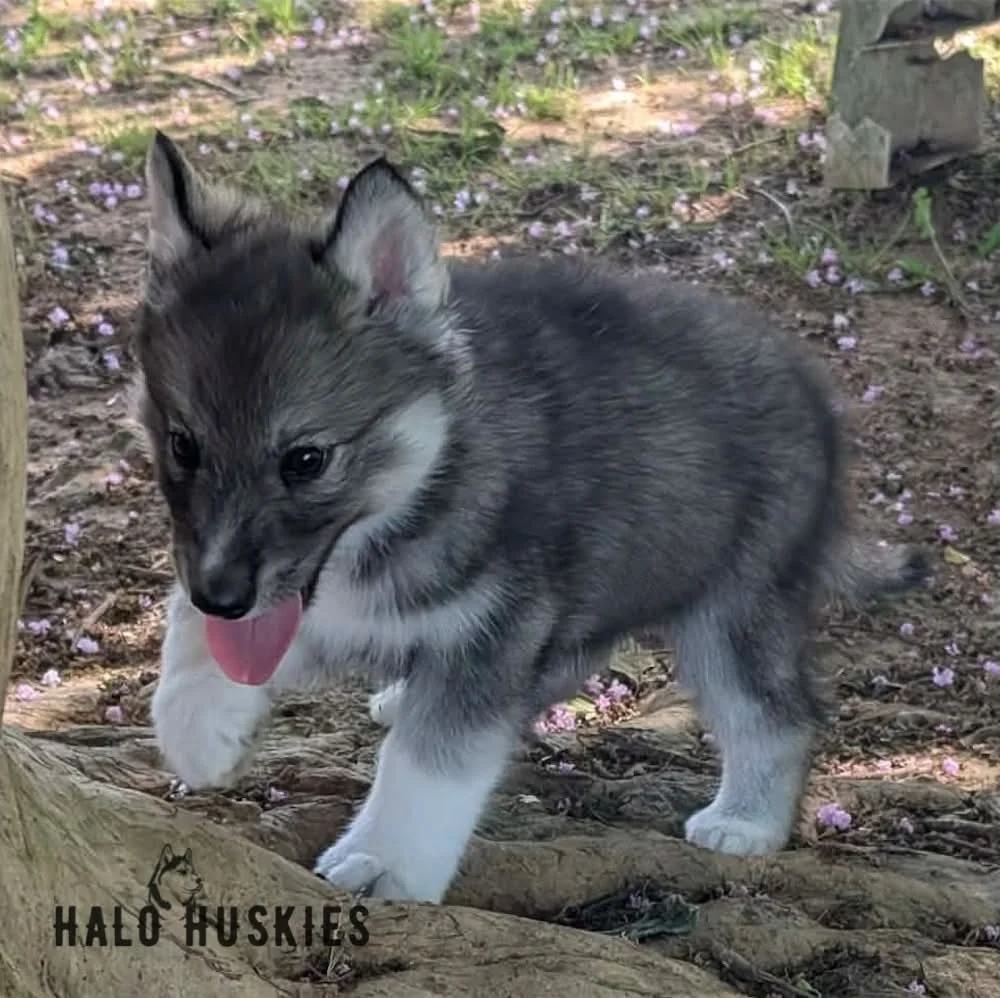 Available Now! Agouti Husky Puppy (Ruby’s Male #2)