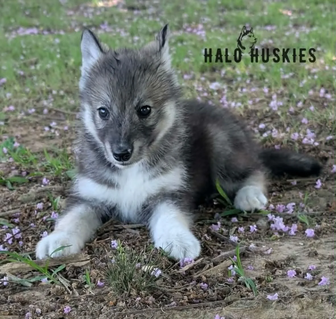 Agouti Husky Puppy (Ruby’s Female #3) (Reserved)