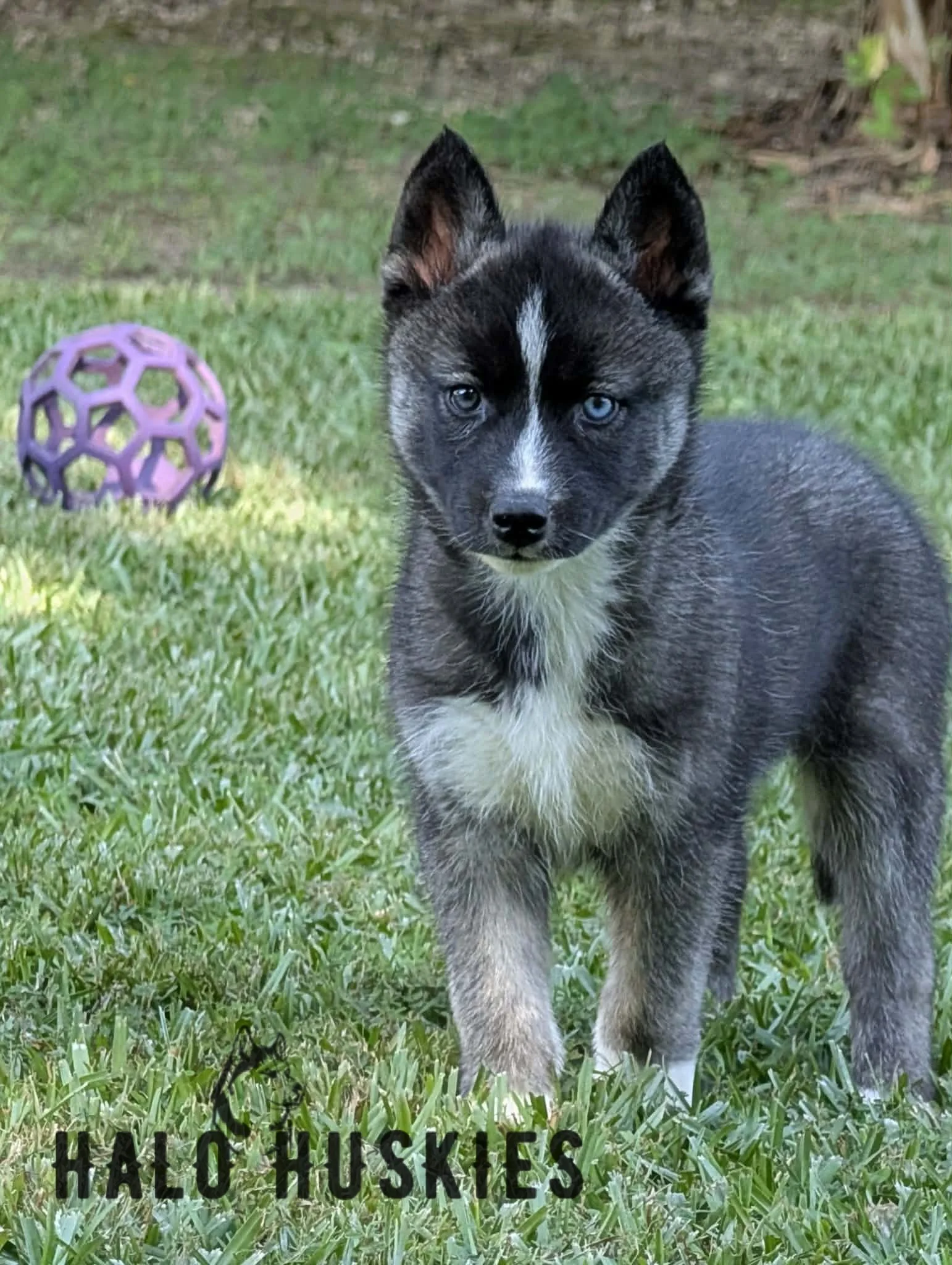 Available Now! Agouti/White Husky Puppy (Nona’s Female #1)