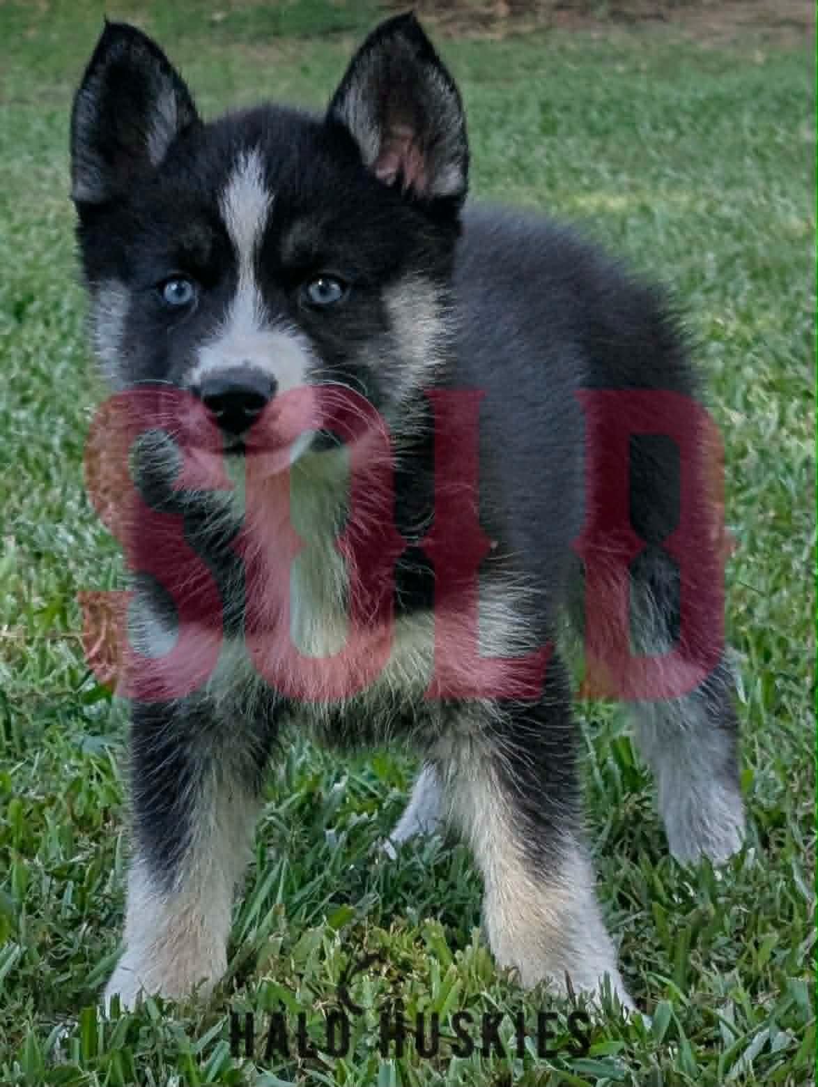 Sold: Black/Tan Husky Puppy (Nona’s Female #2)