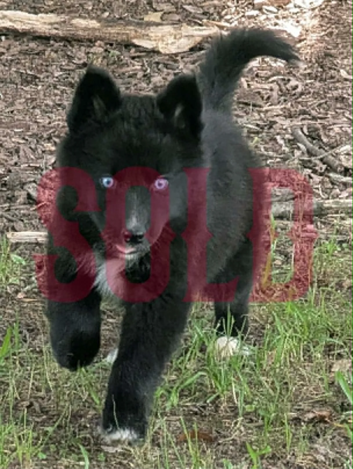 Sold: Dark Agouti Husky Puppy (Nona’s Male #3)