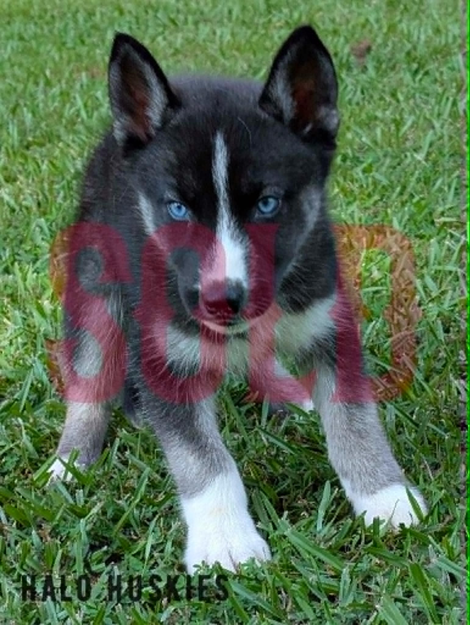 Sold: Agouti Husky Puppy (Nona’s Male #4)