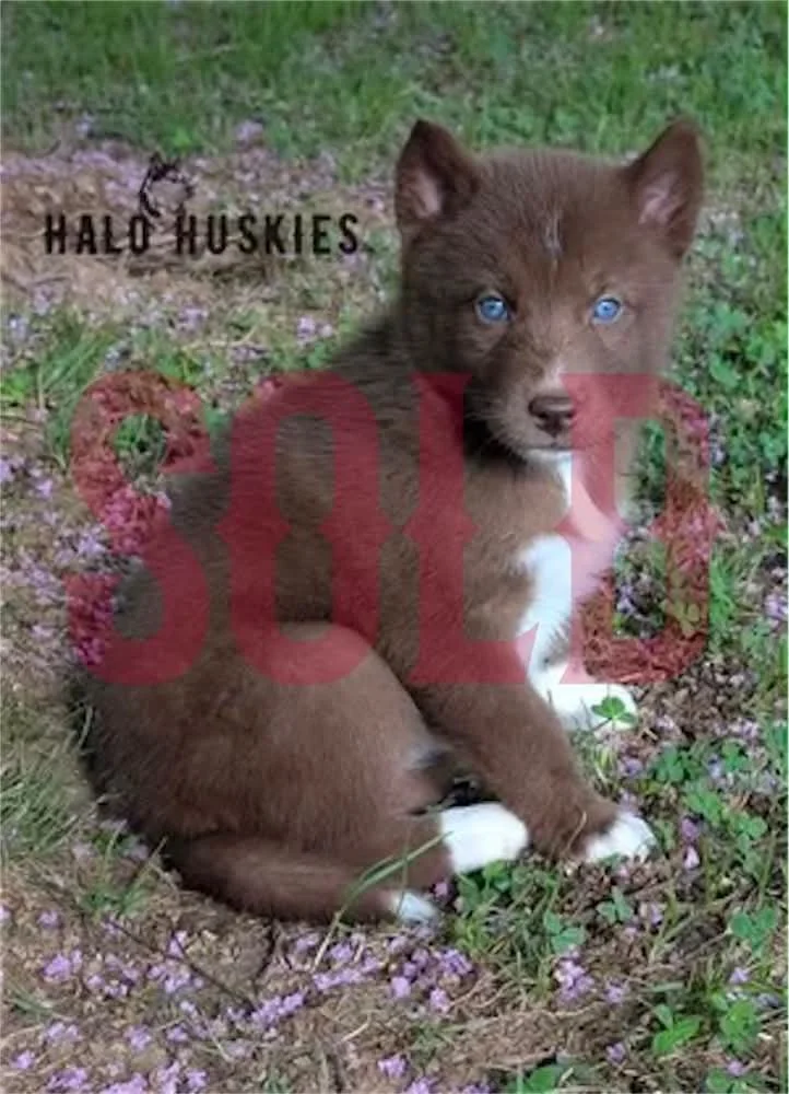 Sold: Copper Husky Puppy (Mystic’s Female #1)