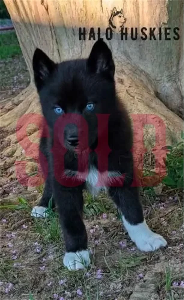 Sold: Black Husky Puppy (Mystic’s Female #3) 