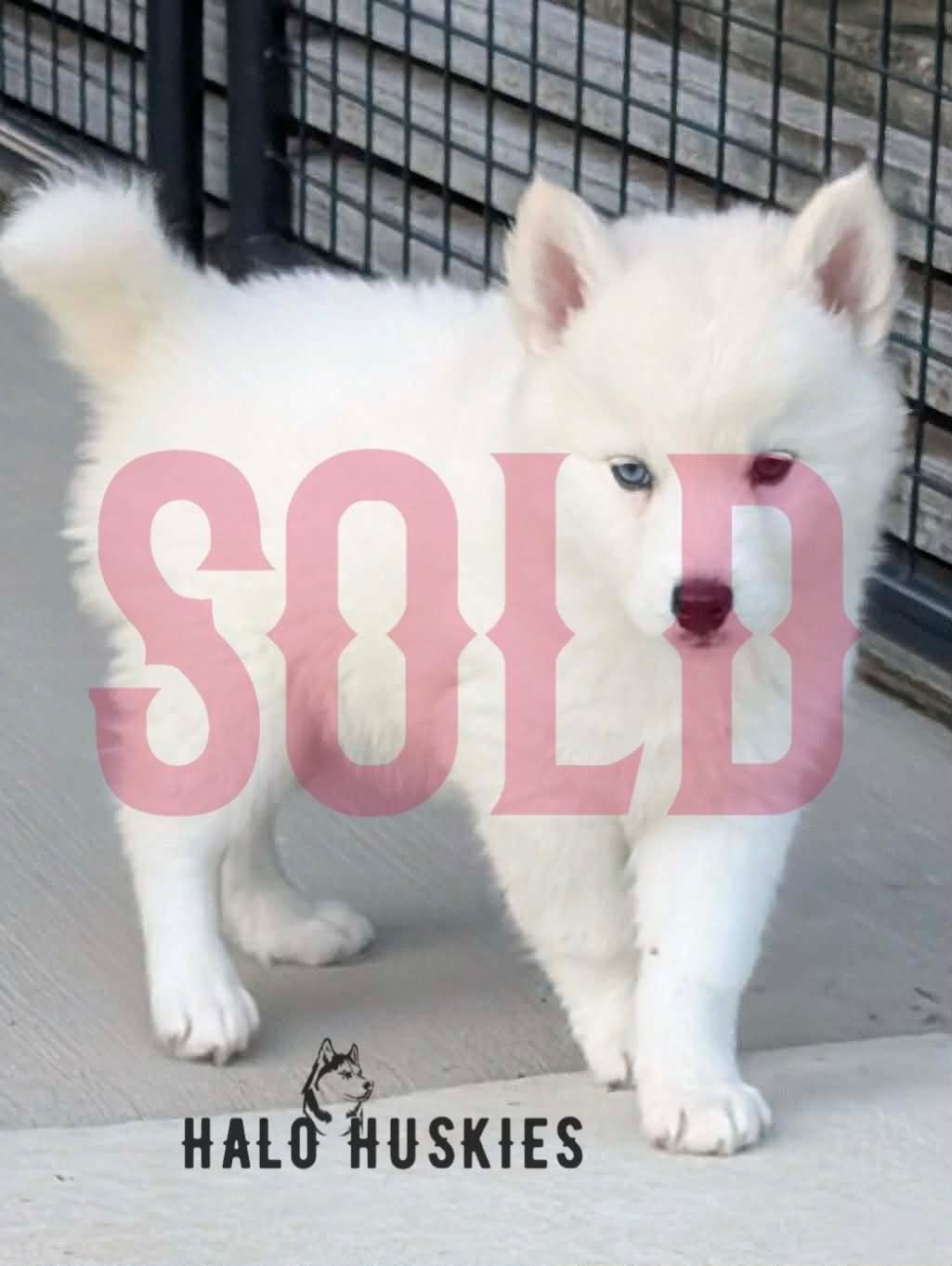 Sold: White Husky Puppy (Mystic’s Female #4)