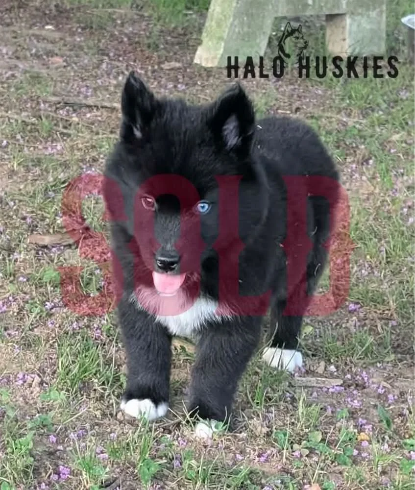 Sold: Mostly Black Husky Puppy (Mystic’s Male #5)