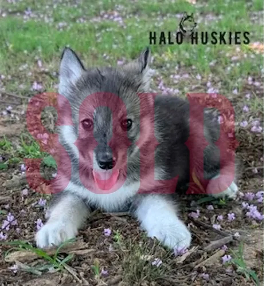 Sold: Agouti Husky Puppy (Ruby’s Female #3)