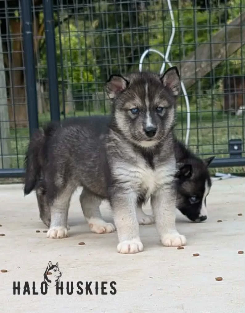 Available Now! Agouti Husky Puppy (Anika’s Male #1)