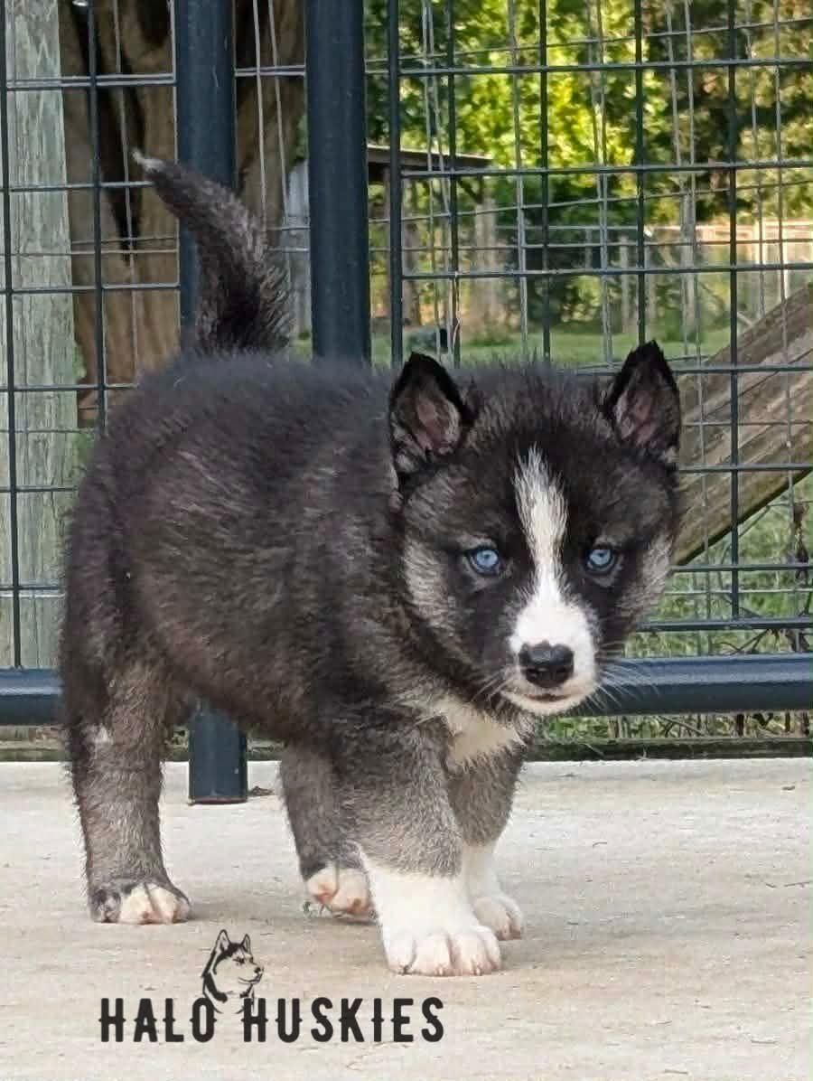Available Now! Agouti/White Husky Puppy (Anika’s Male #2)