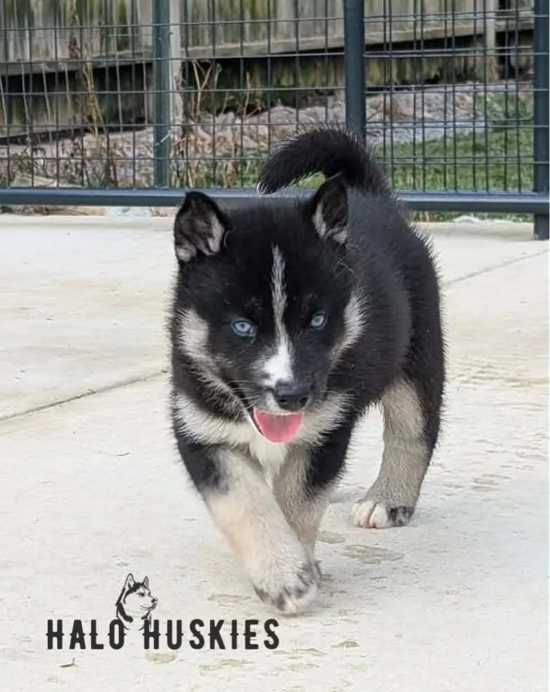 Available Now! Black and Tan Husky Puppy (Anika’s Male #4)