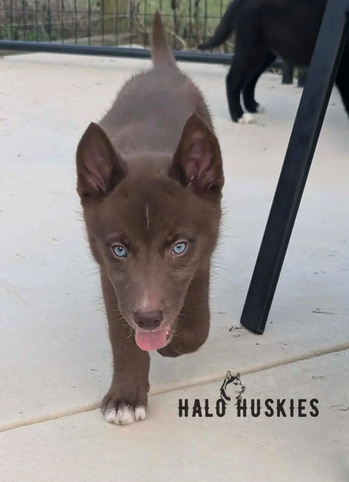 Available Now! Copper Husky Puppy (Mystic’s Female #2)