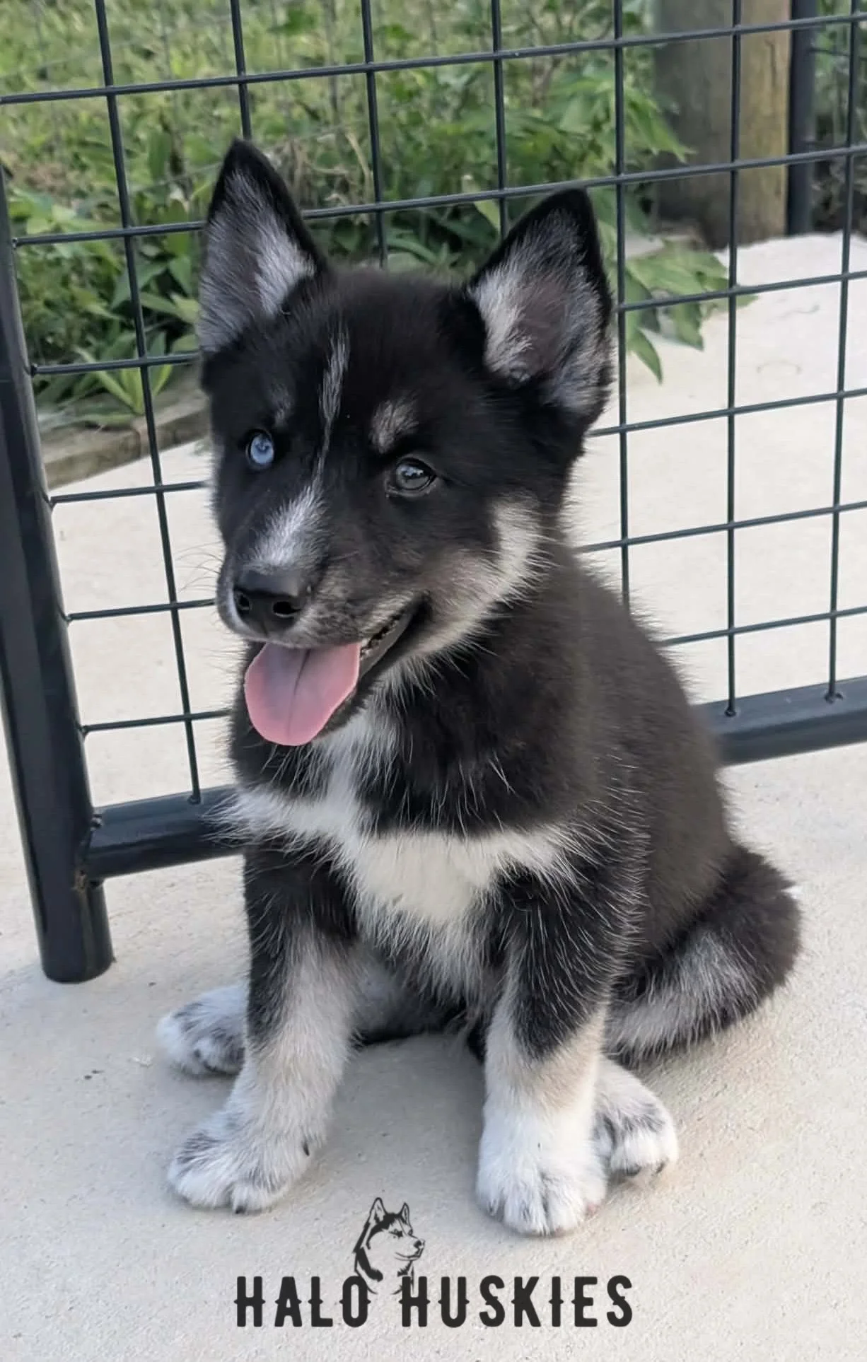Available Now! Black/Tan Husky Puppy (Ruby’s Male #1)