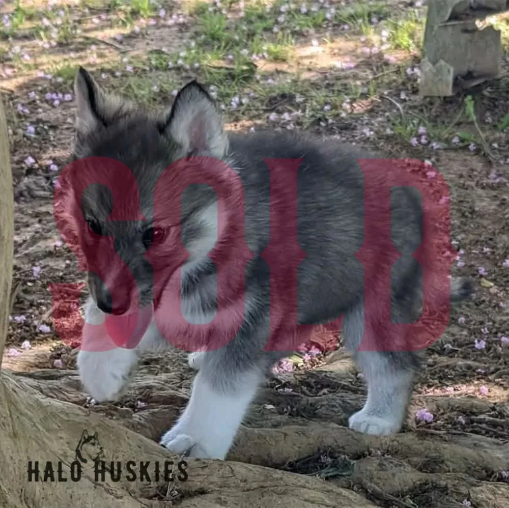 Sold: Agouti Husky Puppy (Ruby’s Male #2)