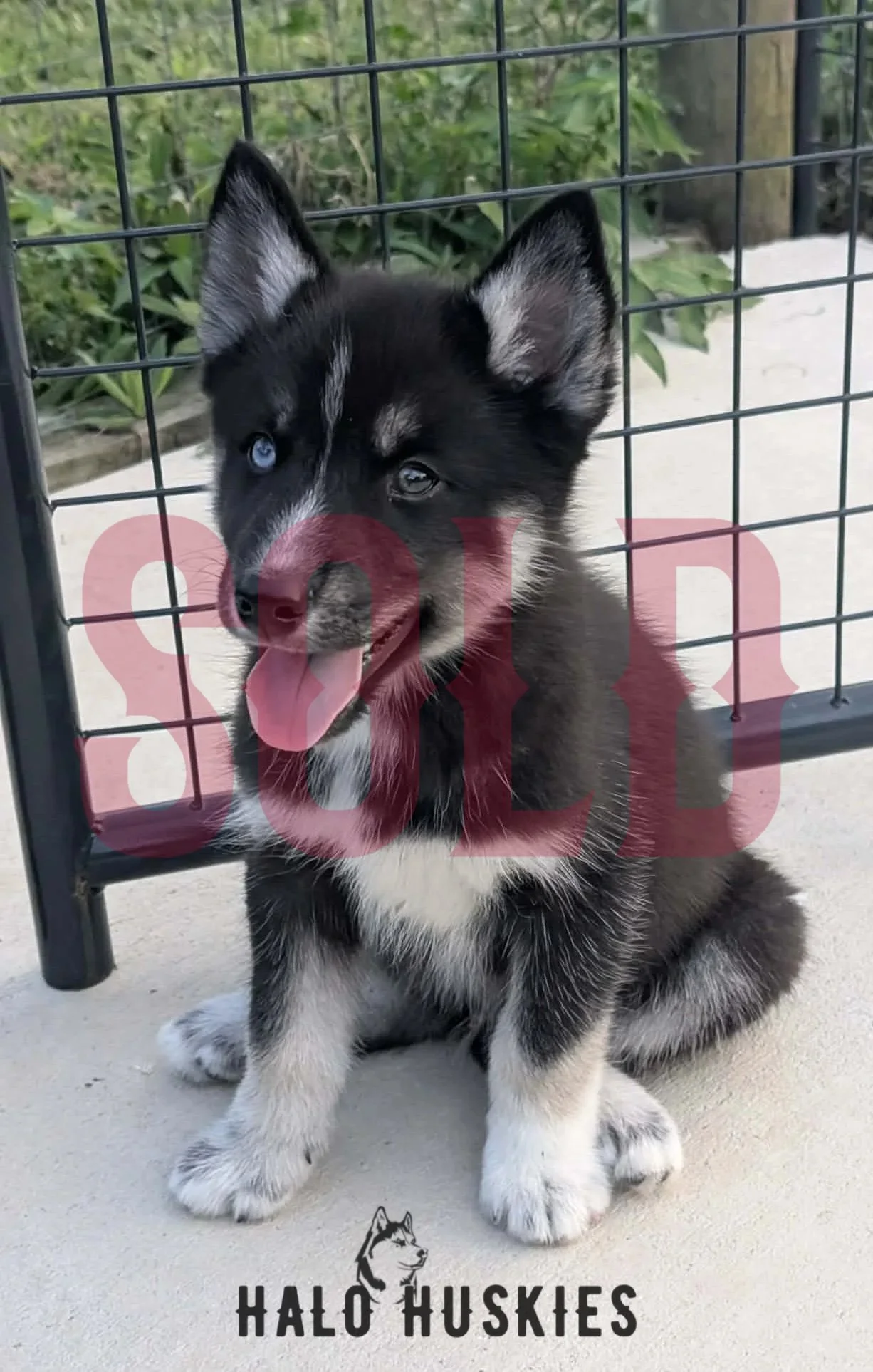 Sold: Black/Tan Husky Puppy (Ruby’s Male #1)