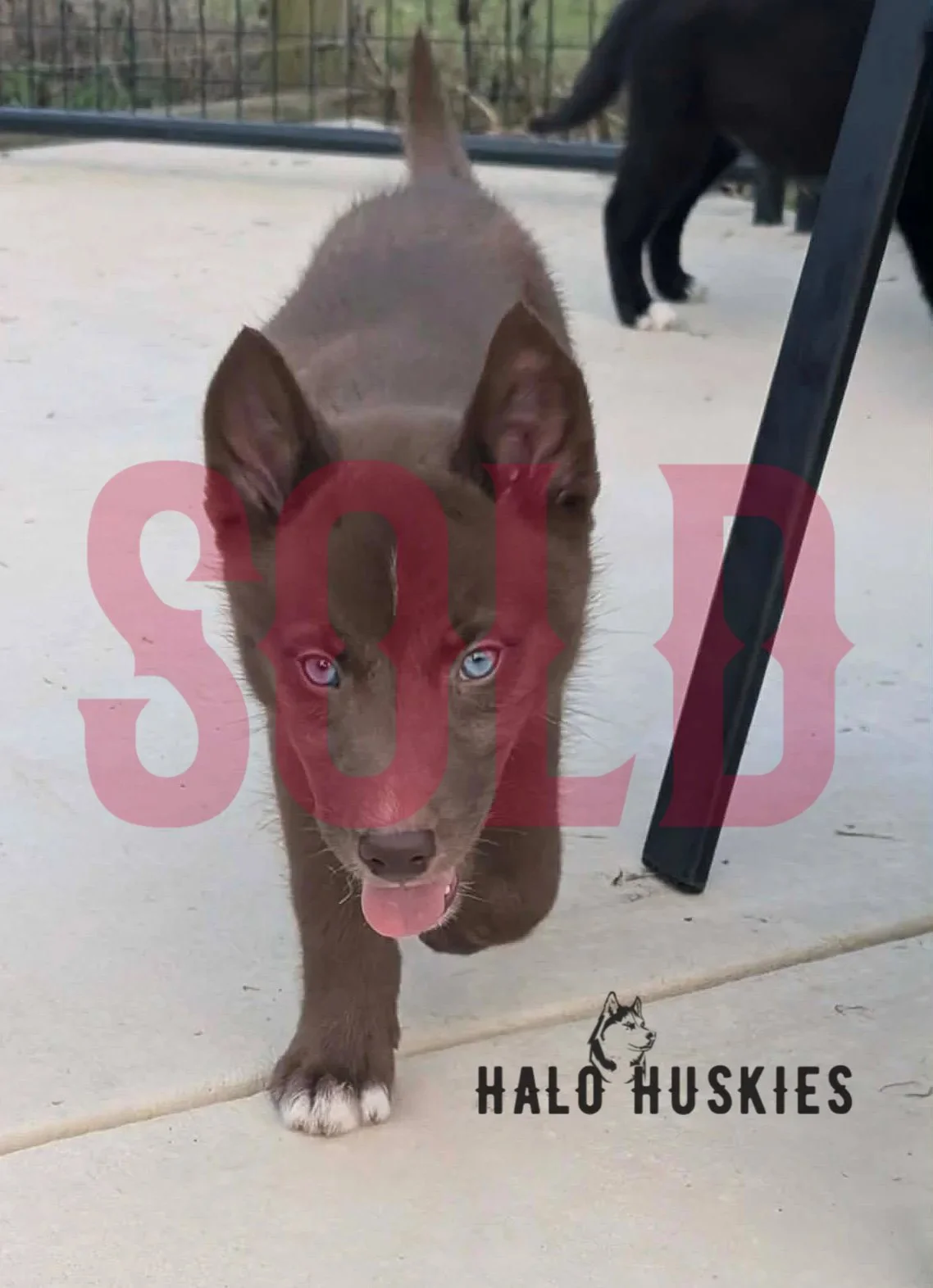 Sold: Copper Husky Puppy (Mystic’s Female #2)