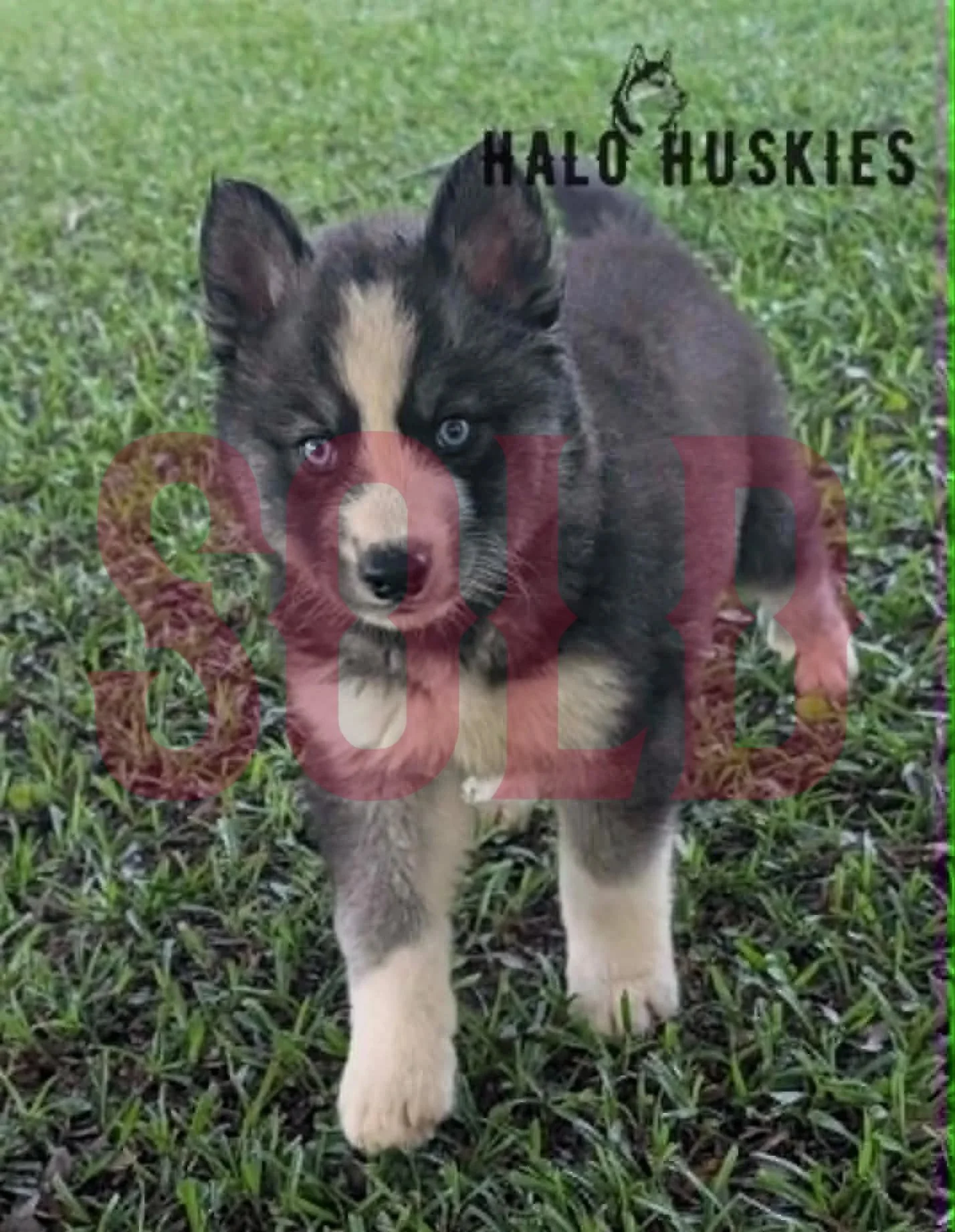 Sold: Agouti/White Husky Puppy (Nona’s Male #5)