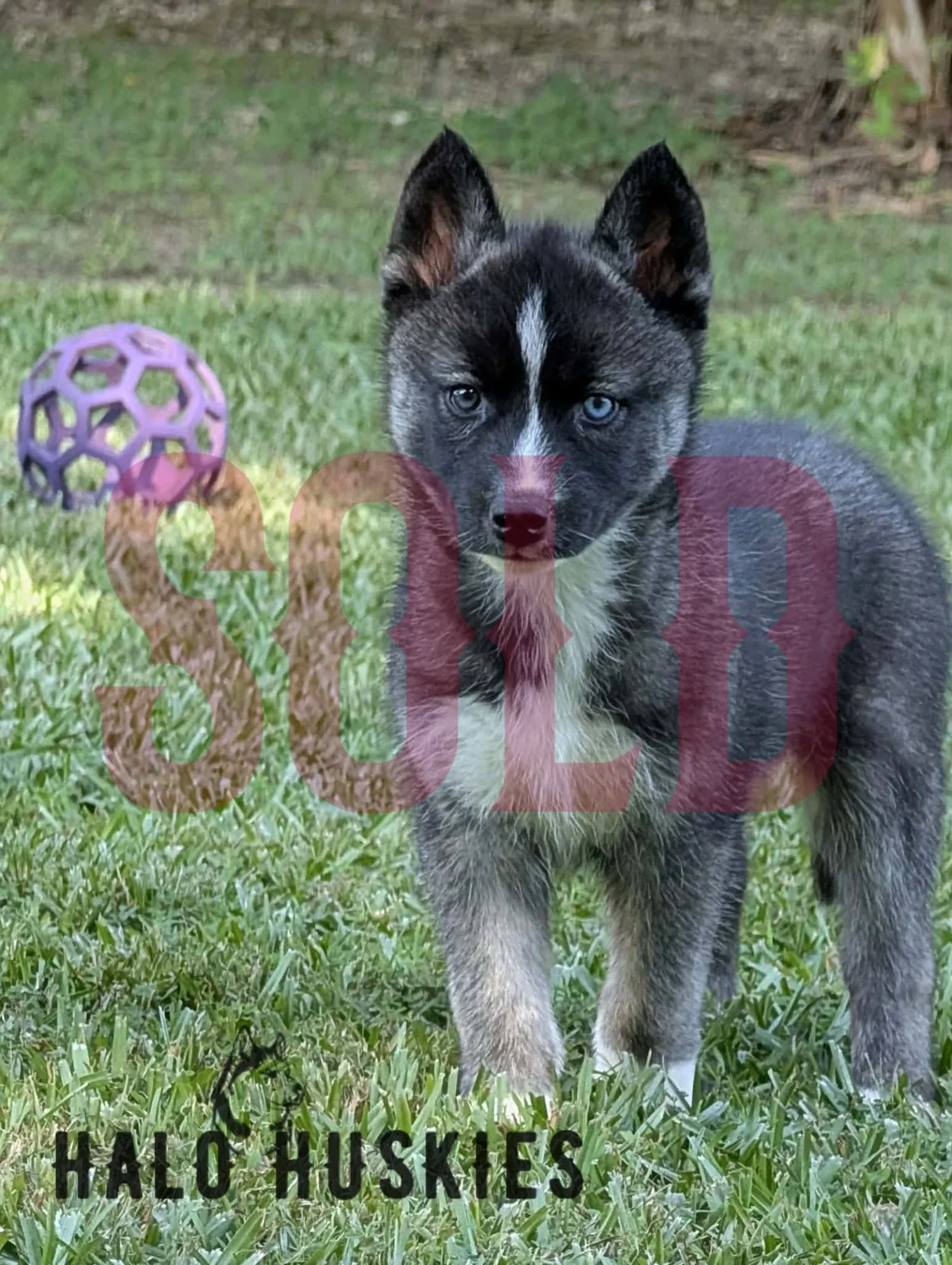 Sold: Agouti/White Husky Puppy (Nona’s Female #1)