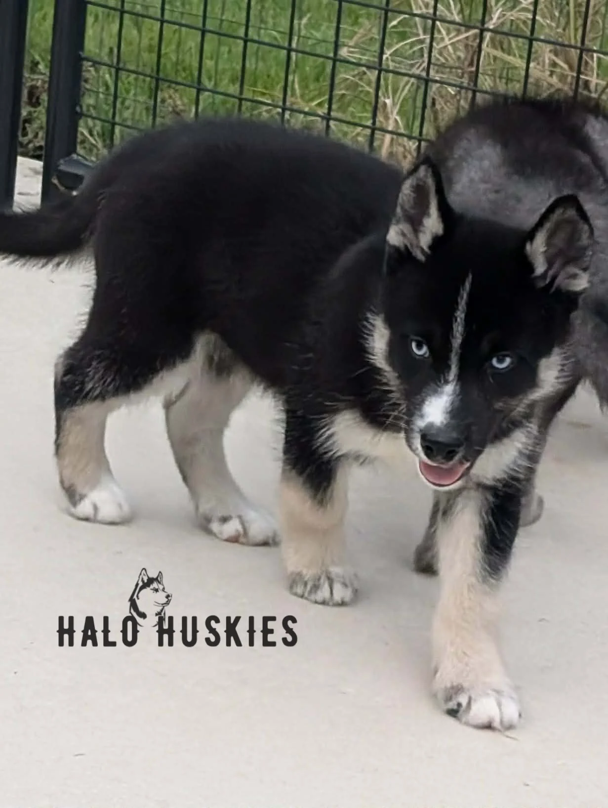 Available Now! Black and Tan Husky Puppy (Anika’s Male #4)