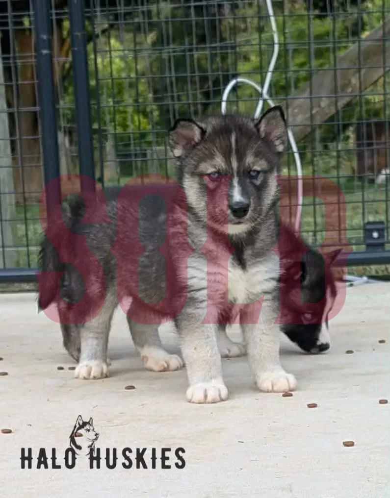 Sold: Agouti Husky Puppy (Anika’s Male #1)