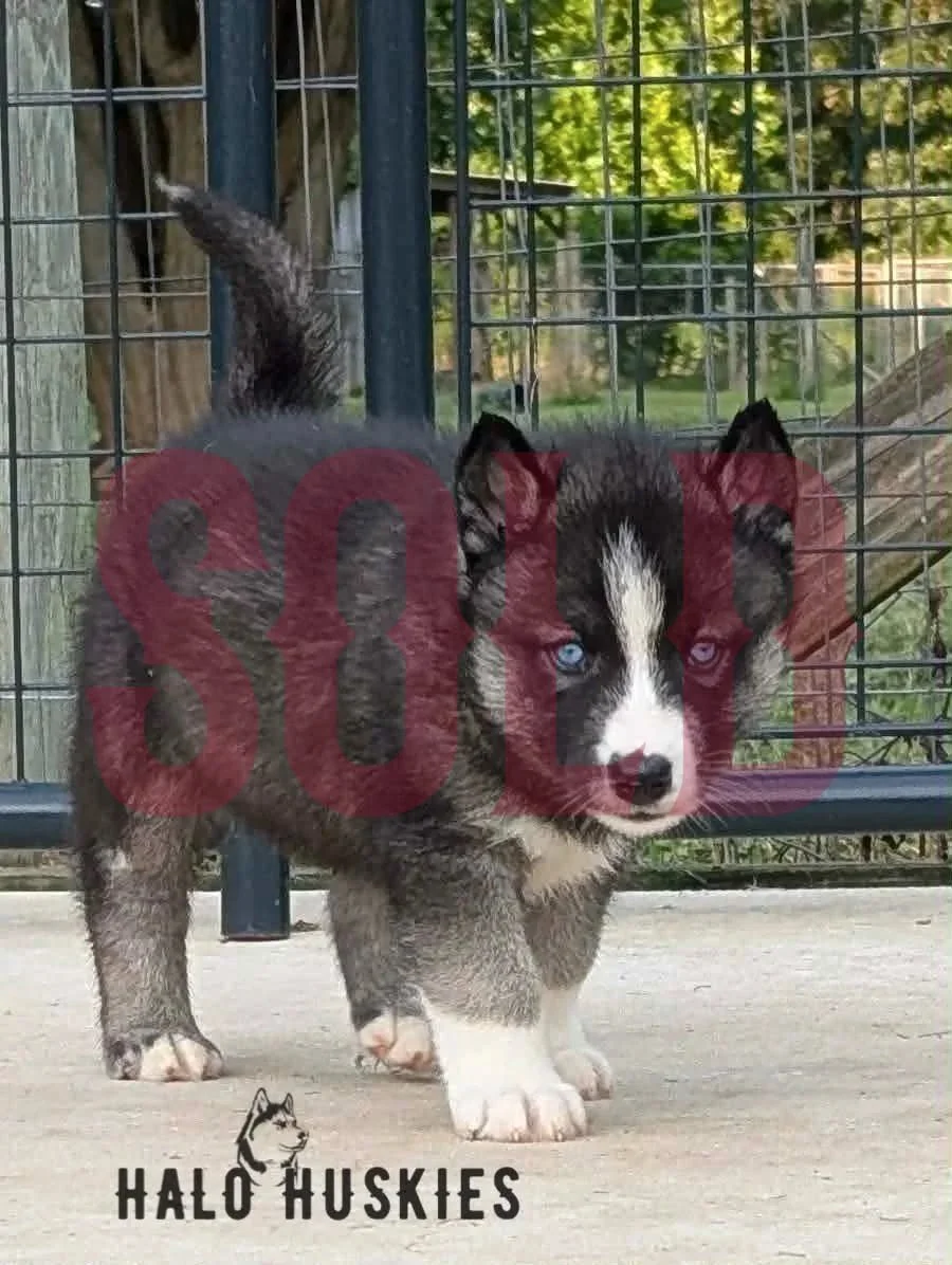 Sold: Agouti/White Husky Puppy (Anika’s Male #2)