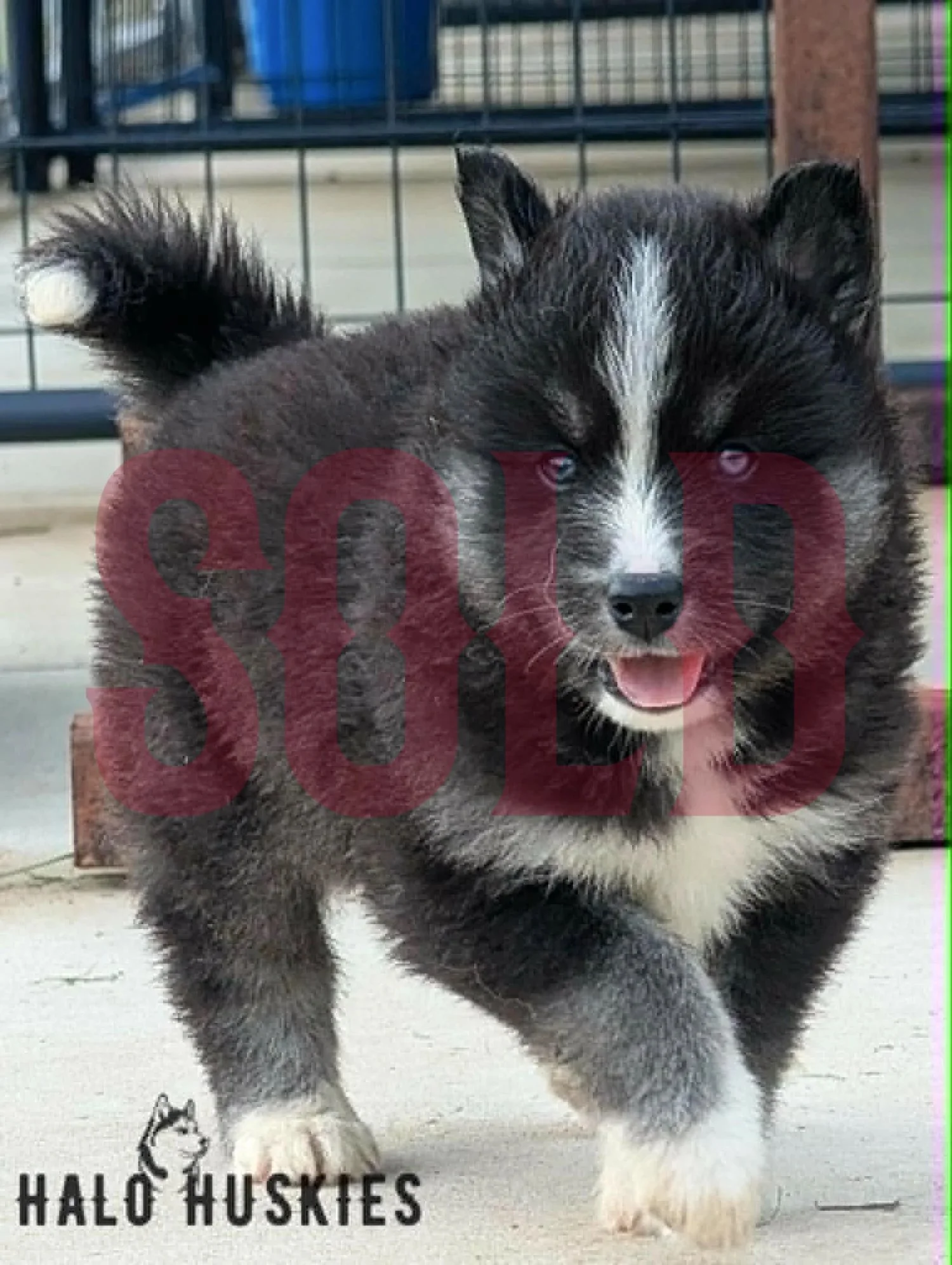 Sold: Black and Tan Husky Puppy (Anika’s Male #3)