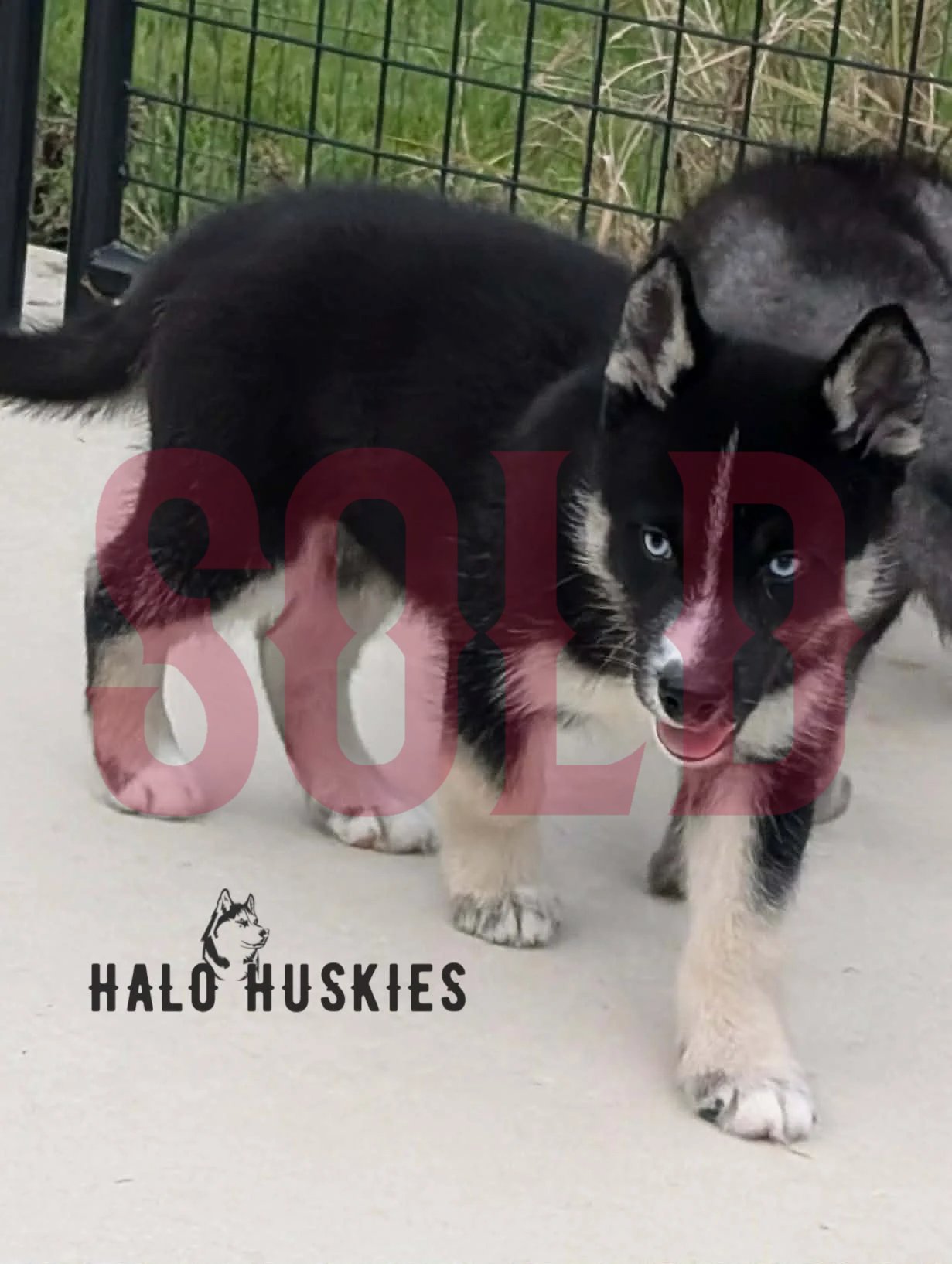 Sold: Black and Tan Husky Puppy (Anika’s Male #4)