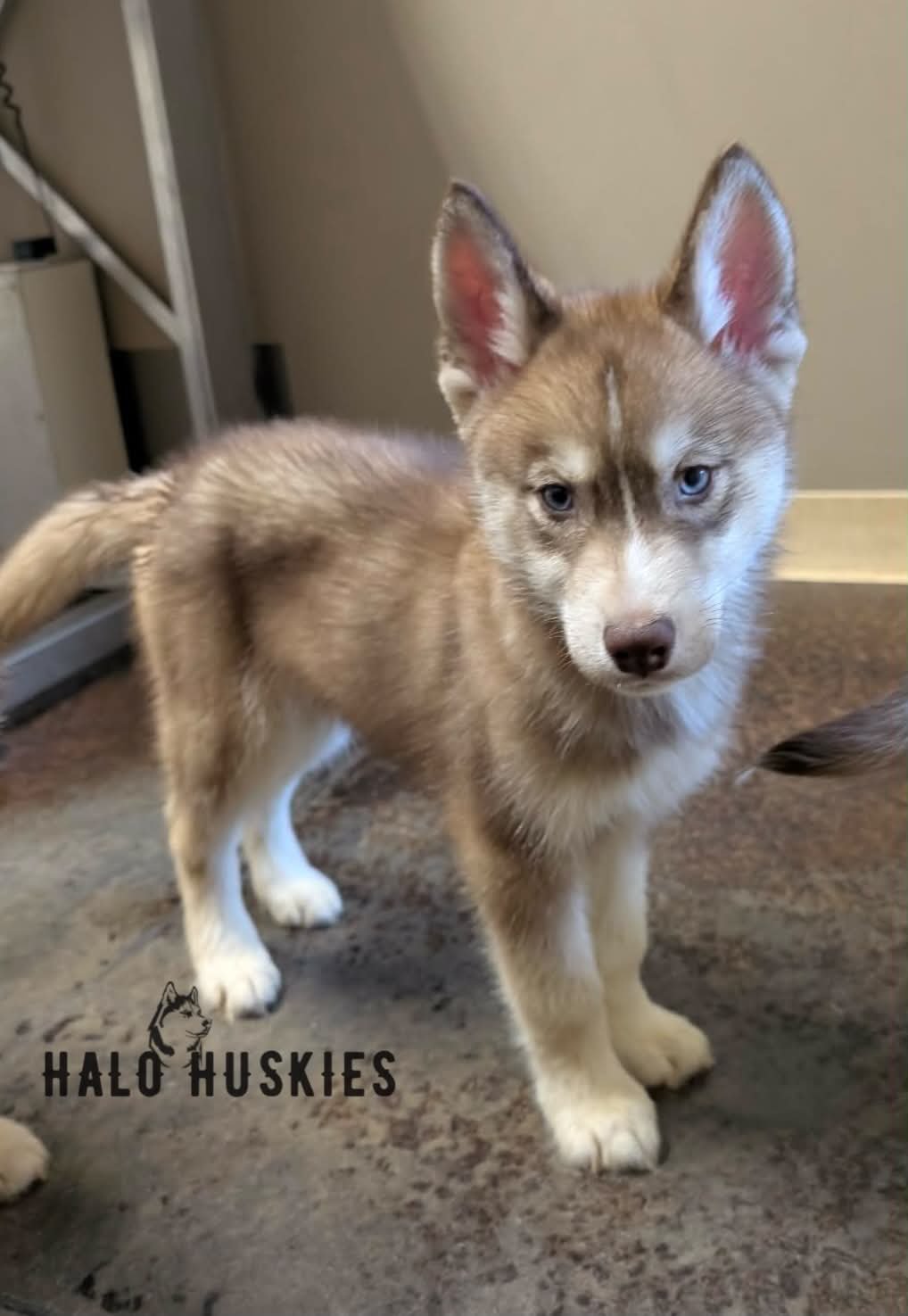 Banded Copper/White Husky Puppy (Roxanne’s Male #1) (Pending)