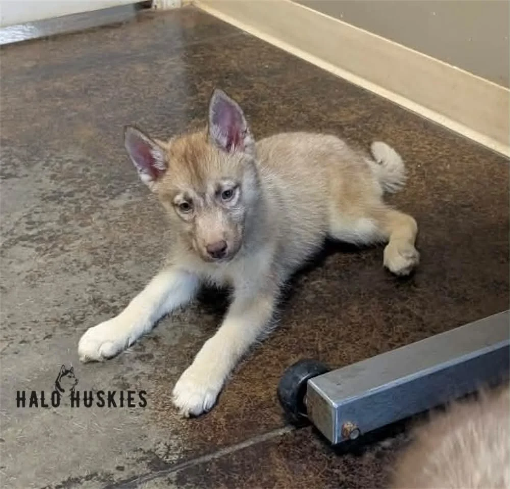 Available Now! Banded Copper Husky Puppy (Roxanne’s Female #2)