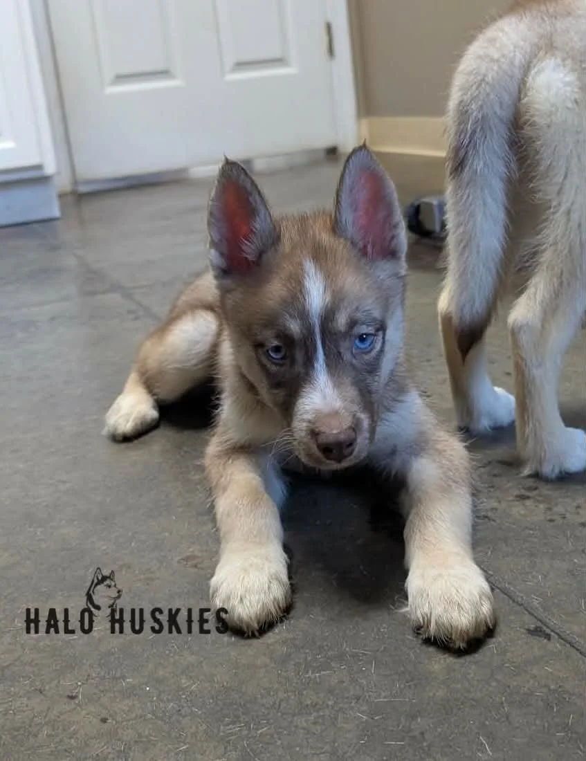 Available Now! Banded Copper/White Husky Puppy (Roxanne’s Female #3)