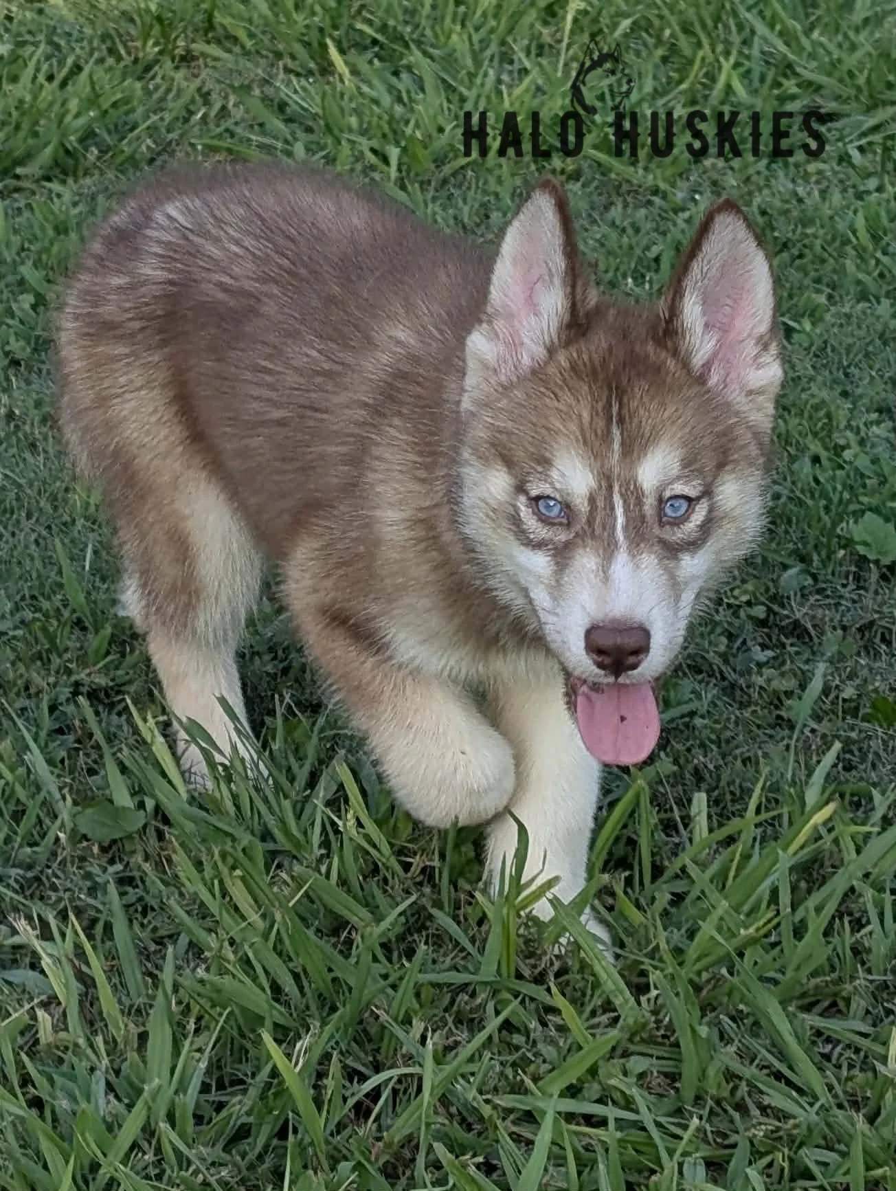 Available Now! Banded Copper/White Husky Puppy (Roxanne’s Male #1)