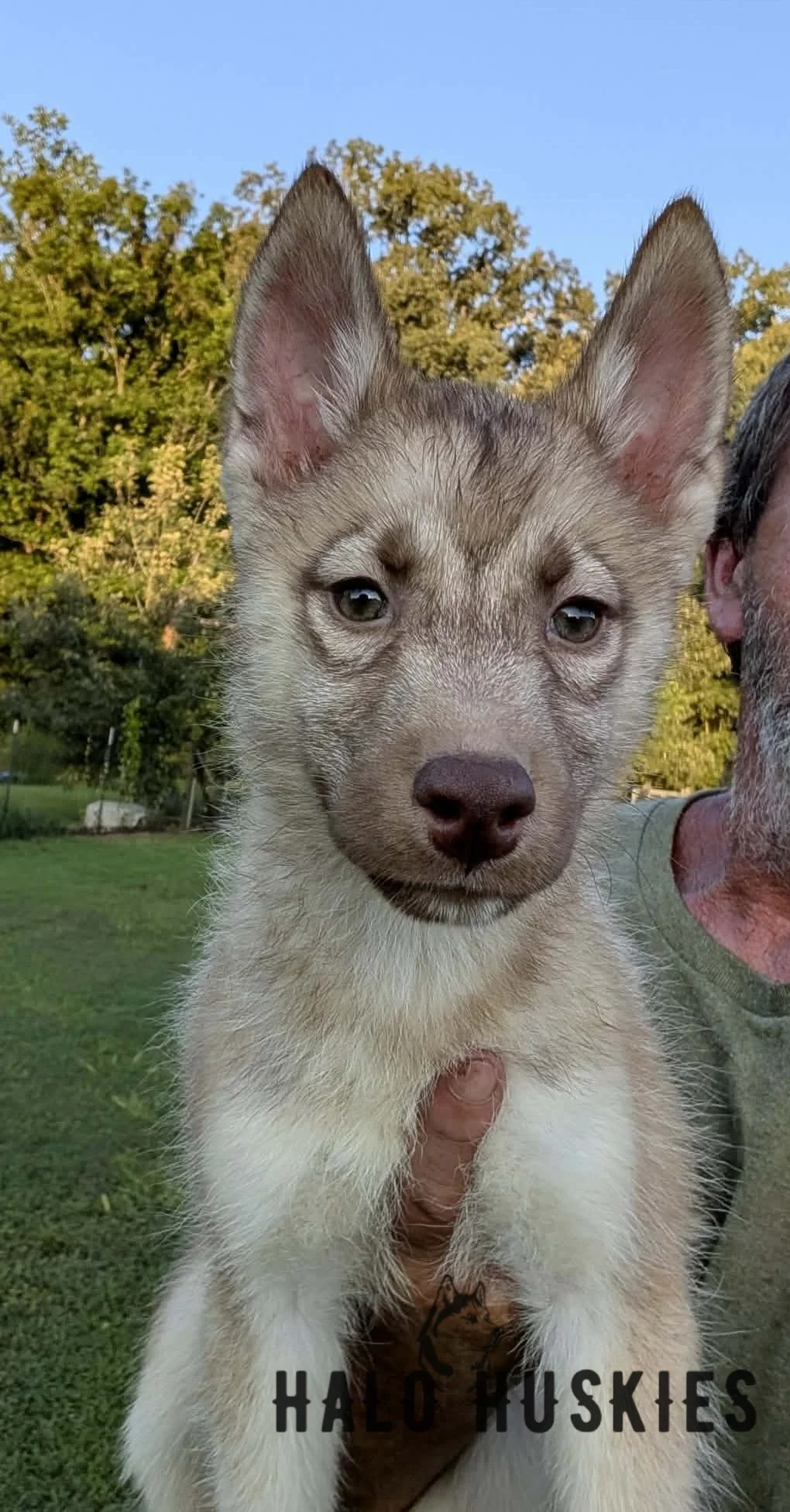 Available Now! Banded Copper Husky Puppy (Roxanne’s Female #2)