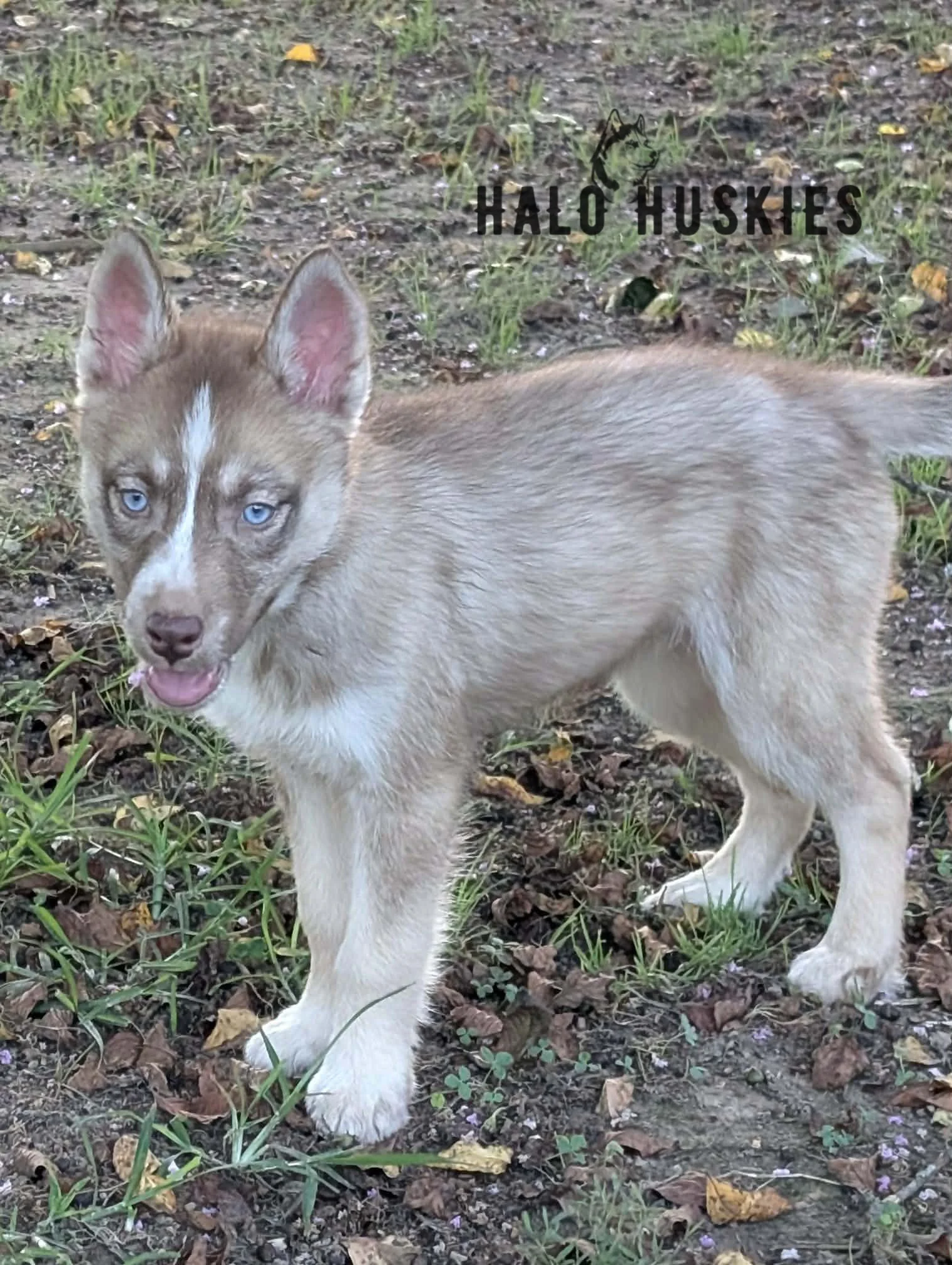 Available Now! Banded Copper/White Husky Puppy (Roxanne’s Female #3)