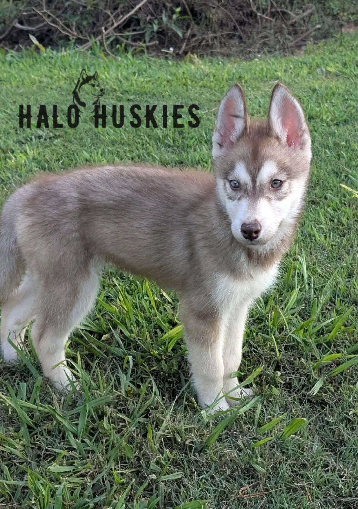 Available Now! Banded Copper/White Husky Puppy (Roxanne’s Female #4)