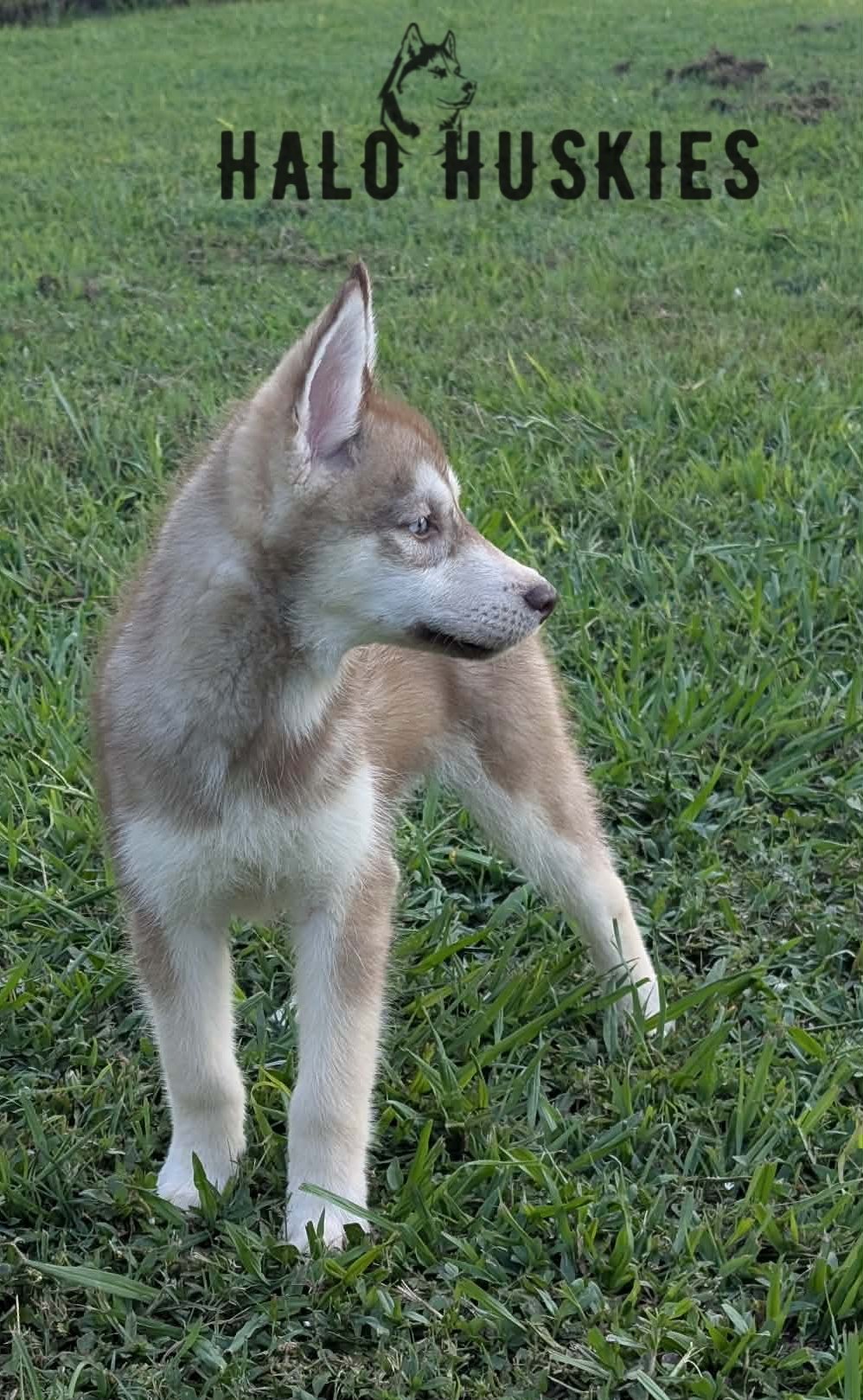 IMG_4007.jpeg