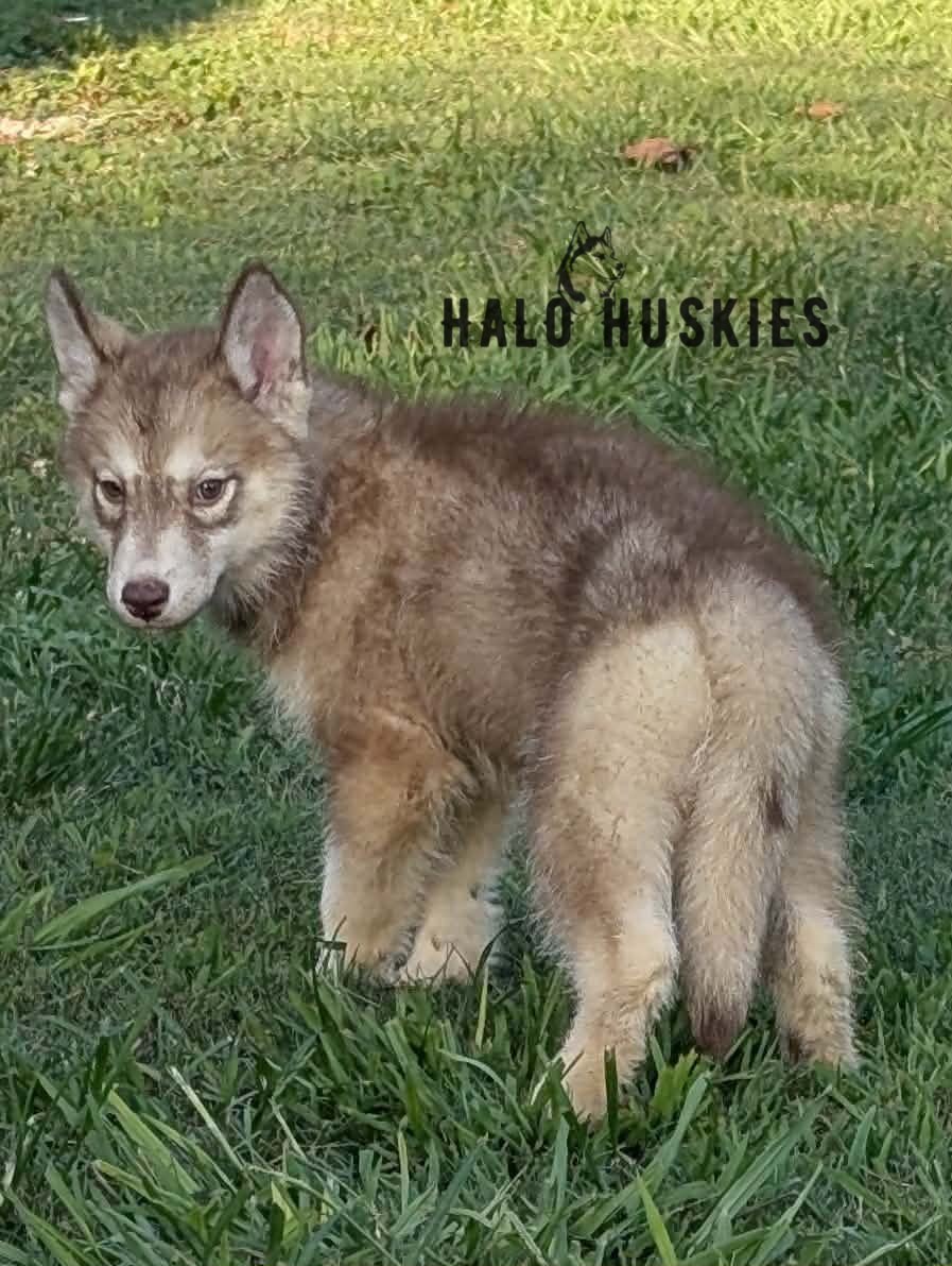 Available Now! Banded Copper/White Husky Puppy (Roxanne’s Female #5)