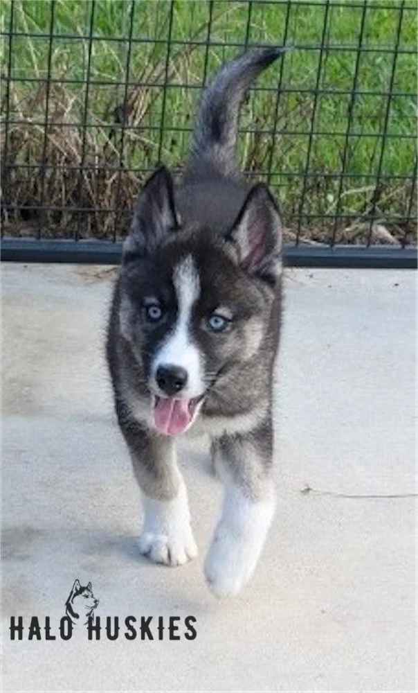 Available Now! Agouti/White Husky Puppy (Anika’s Male #2)