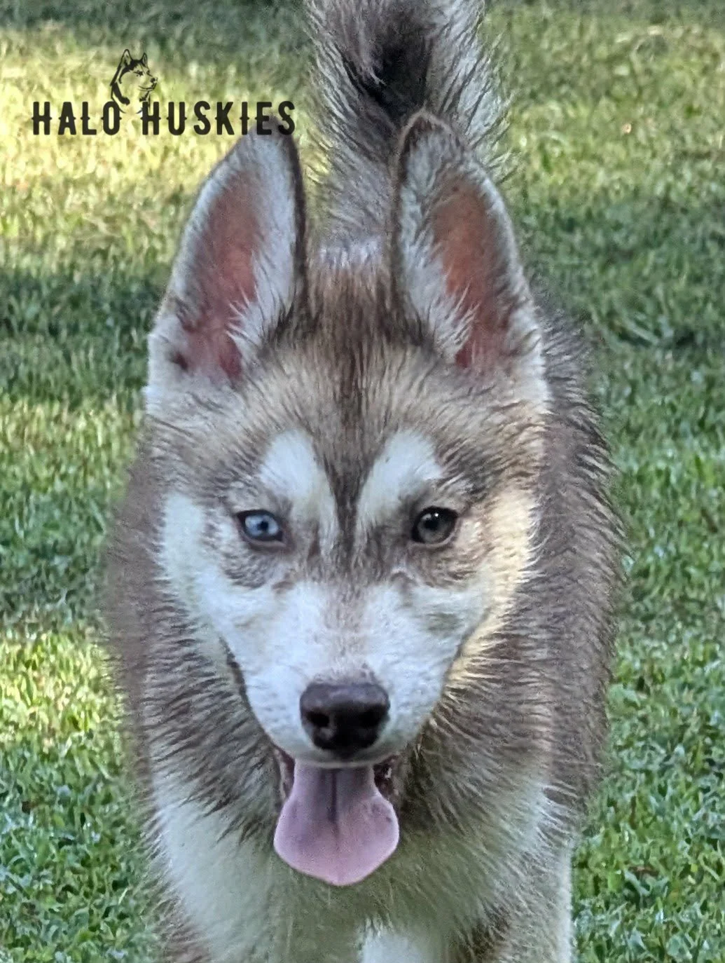 Available Now! Banded Copper/White Husky Puppy (Roxanne’s Female #4)