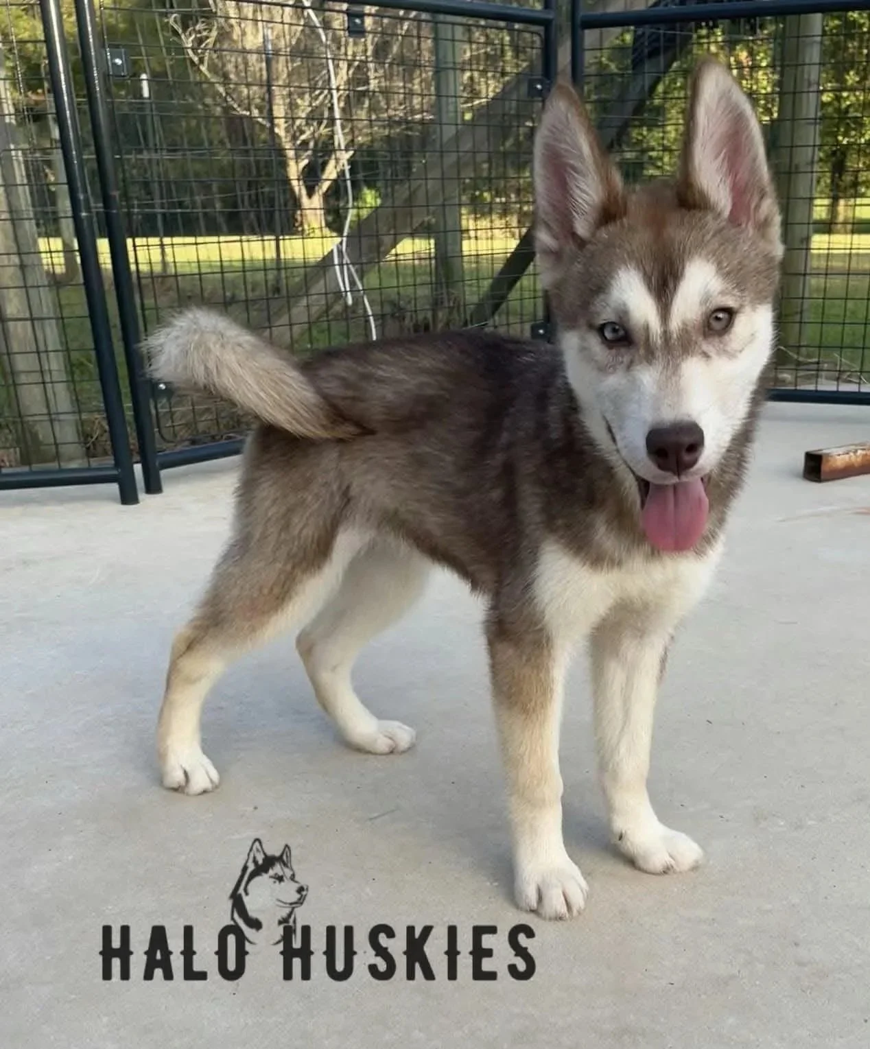 Available Now! Red/White Husky Puppy (Roxanne’s Female #4)