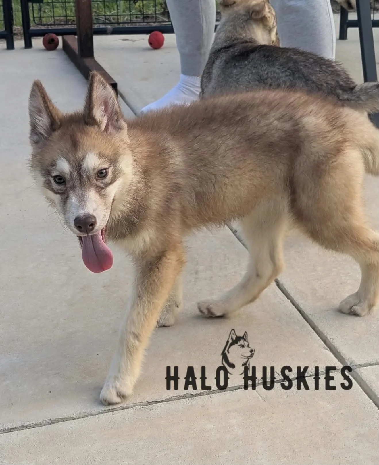 Available Now! Red Husky Puppy (Roxanne’s Female #5)