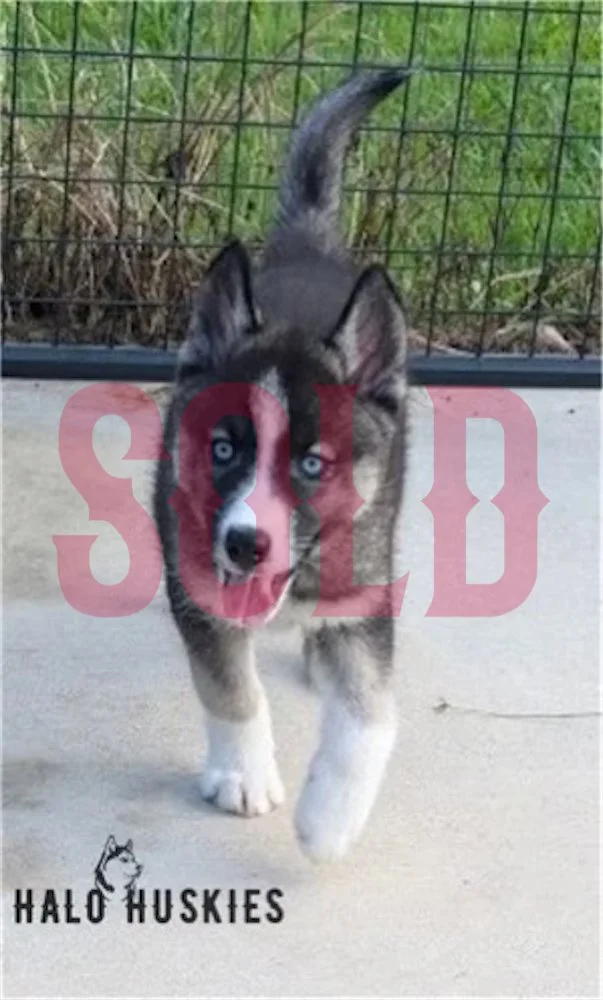 Sold: Agouti/White Husky Puppy (Anika’s Male #2)